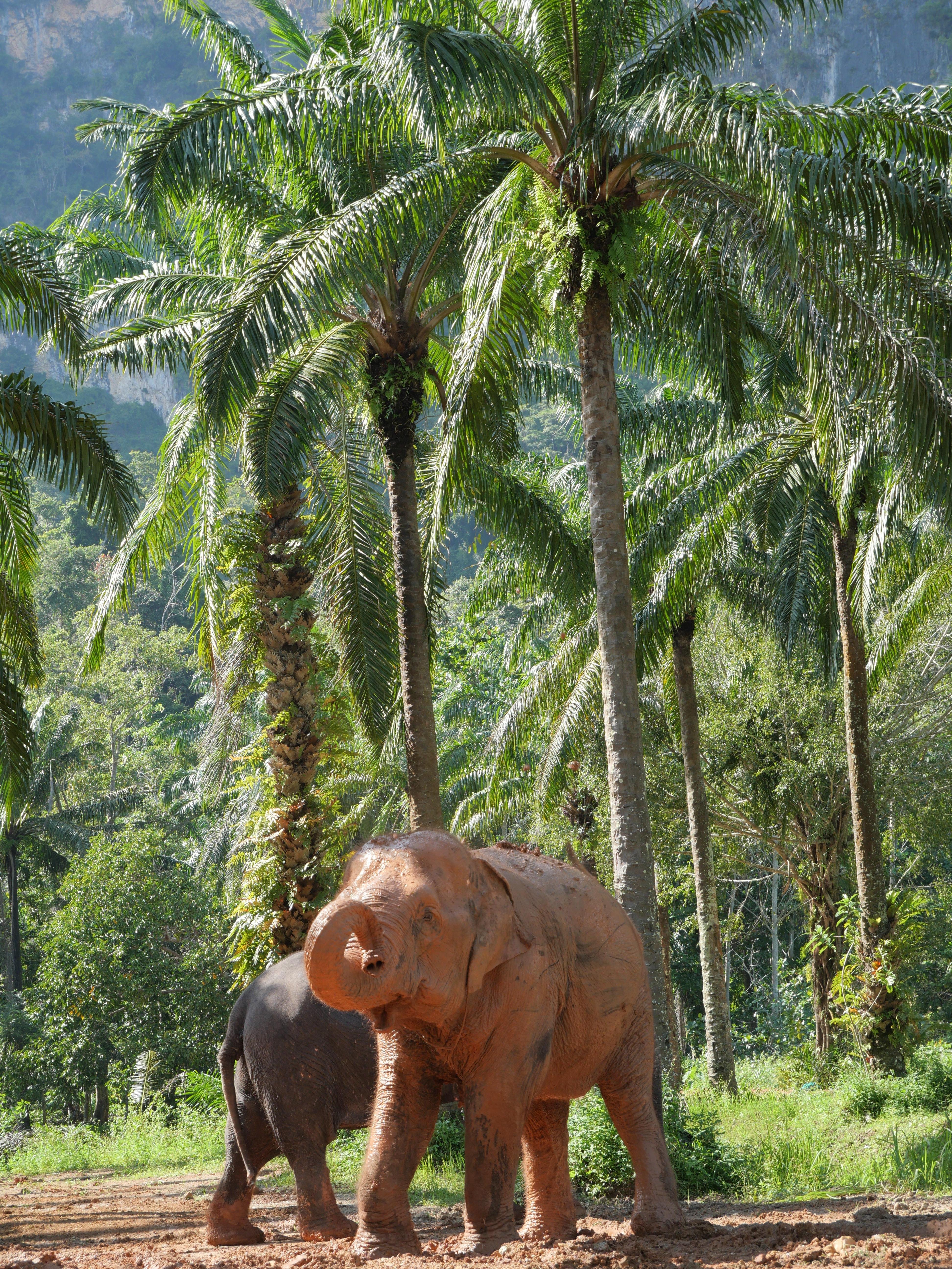 Krabi Ethical Elephant Sanctuary: Observe, Feed & Walk (No Touching)