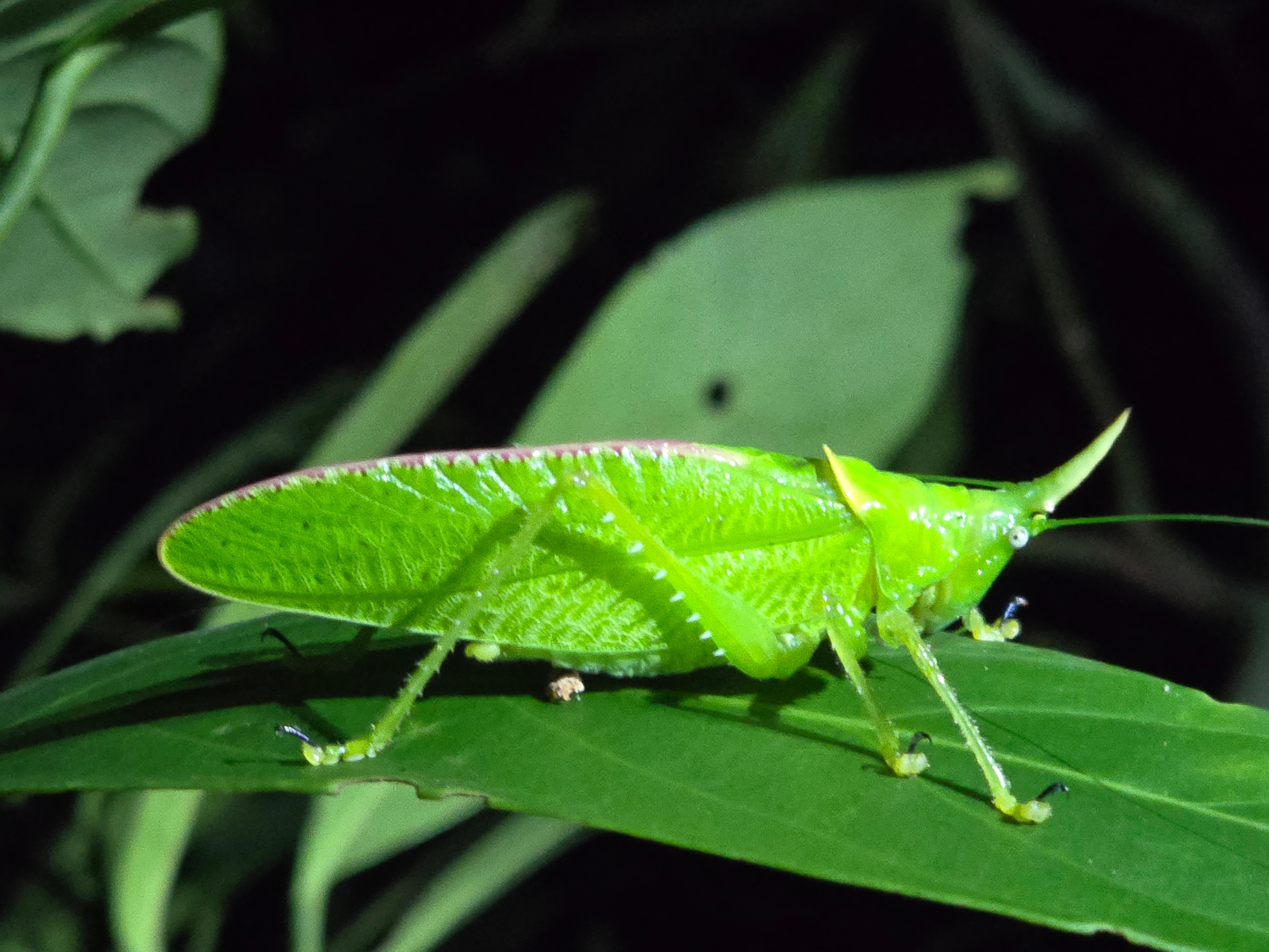 Monteverde Guided Night Walk with Flashlights