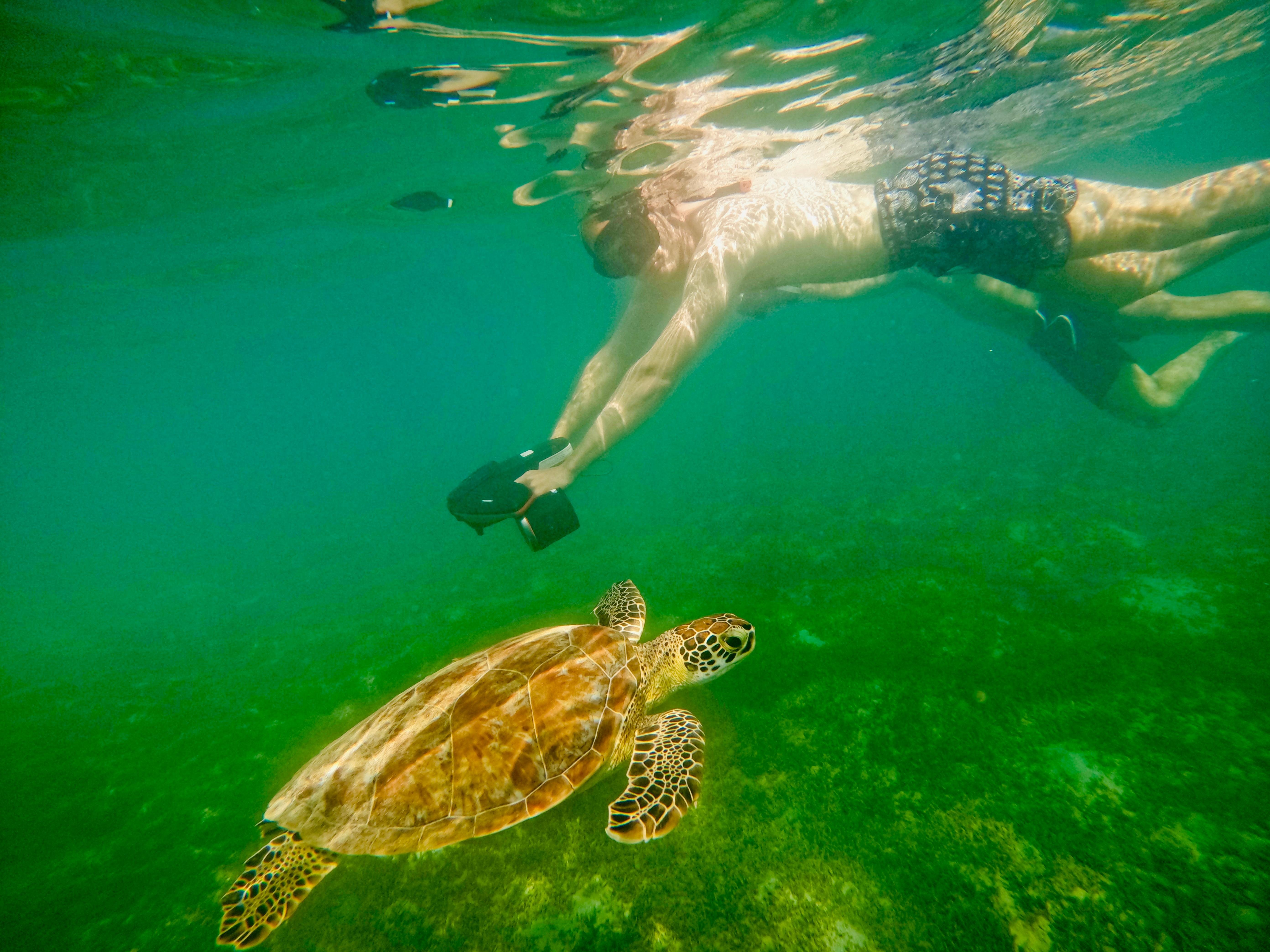 San Juan Jet-Propelled Snorkeling & Sea Turtle Safari