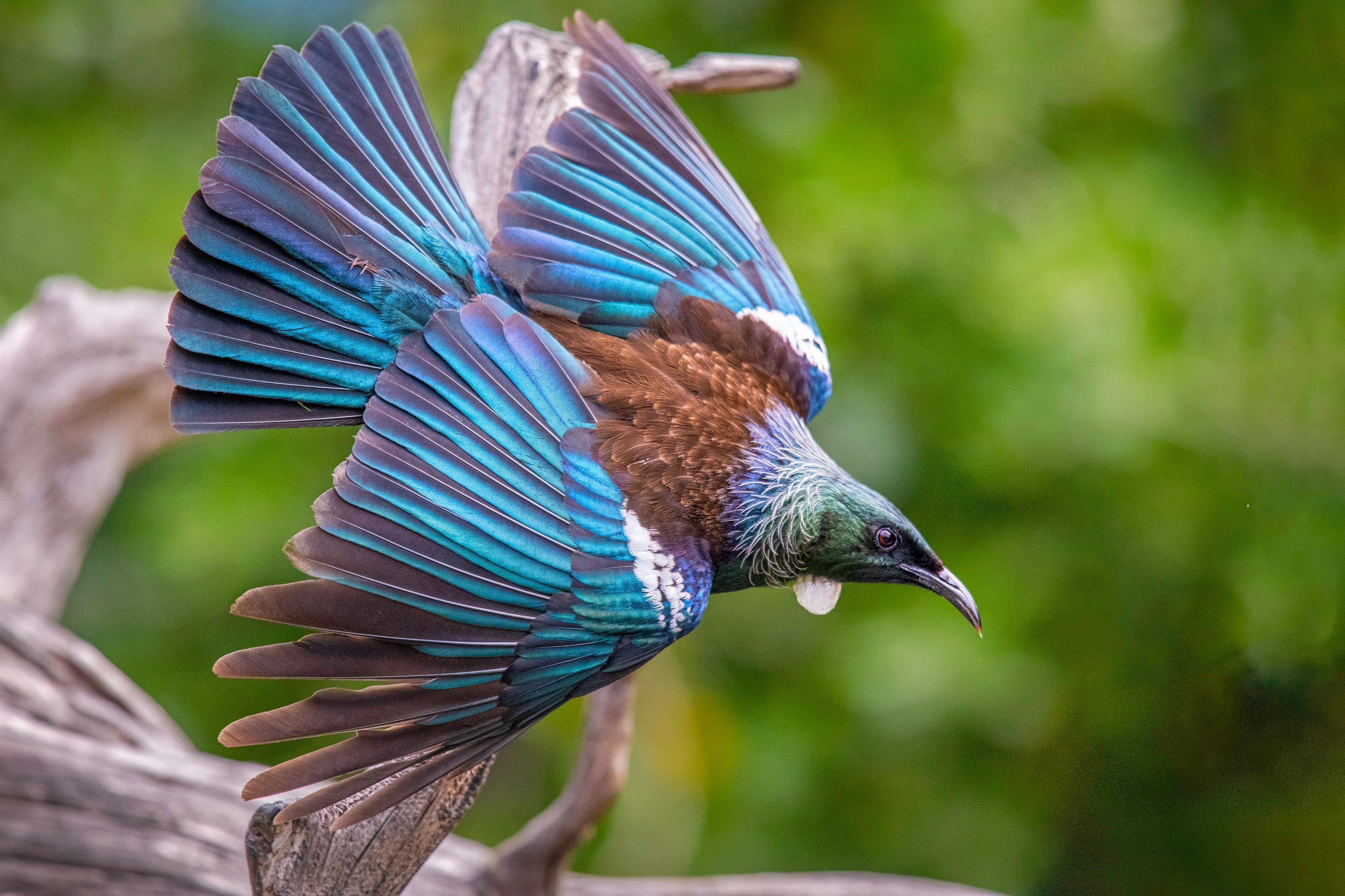 Tiritiri Matangi Island Ferry & Sanctuary Experience