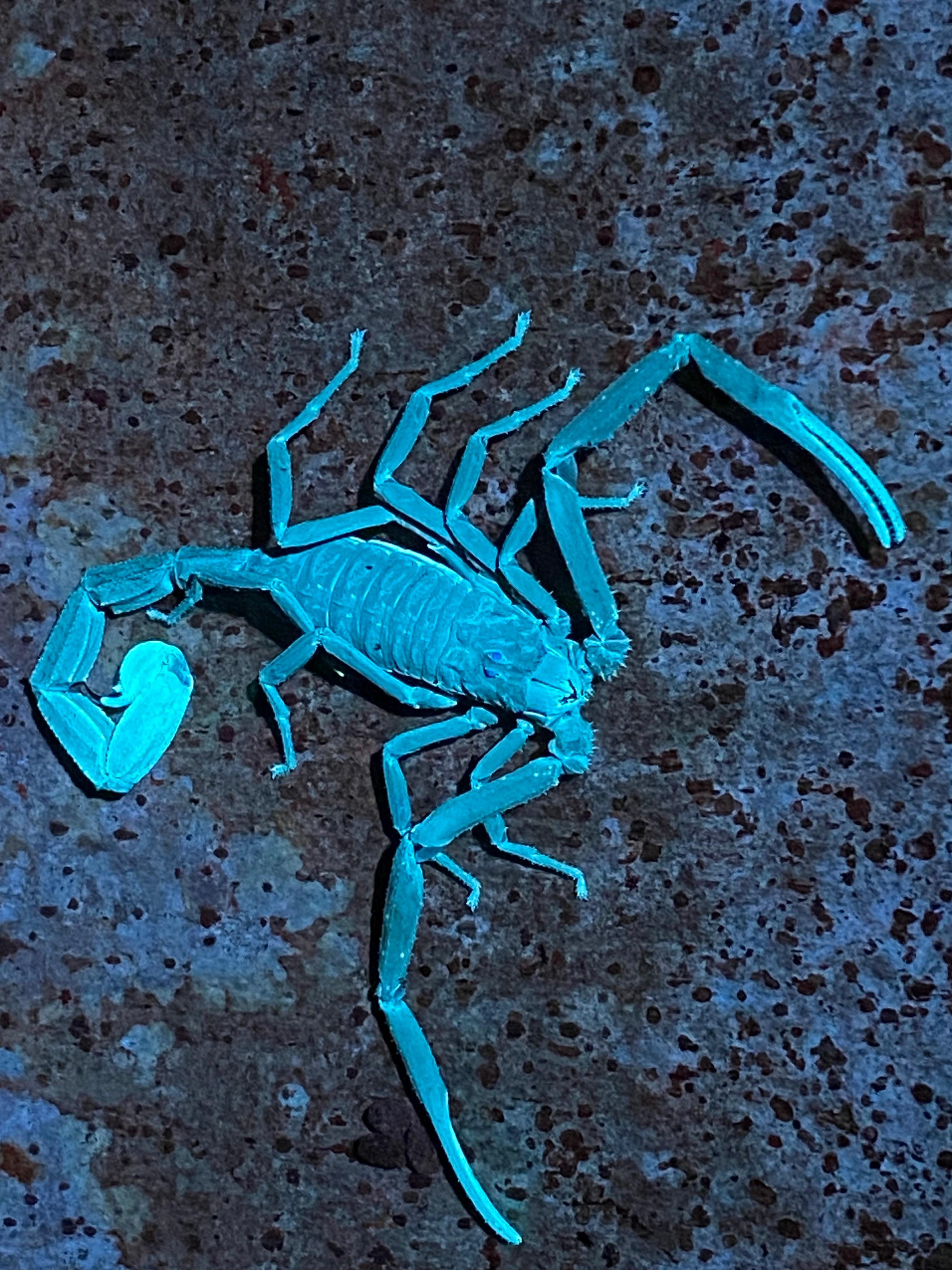 Manuel Antonio Night Wildlife Walk with Expert Naturalist