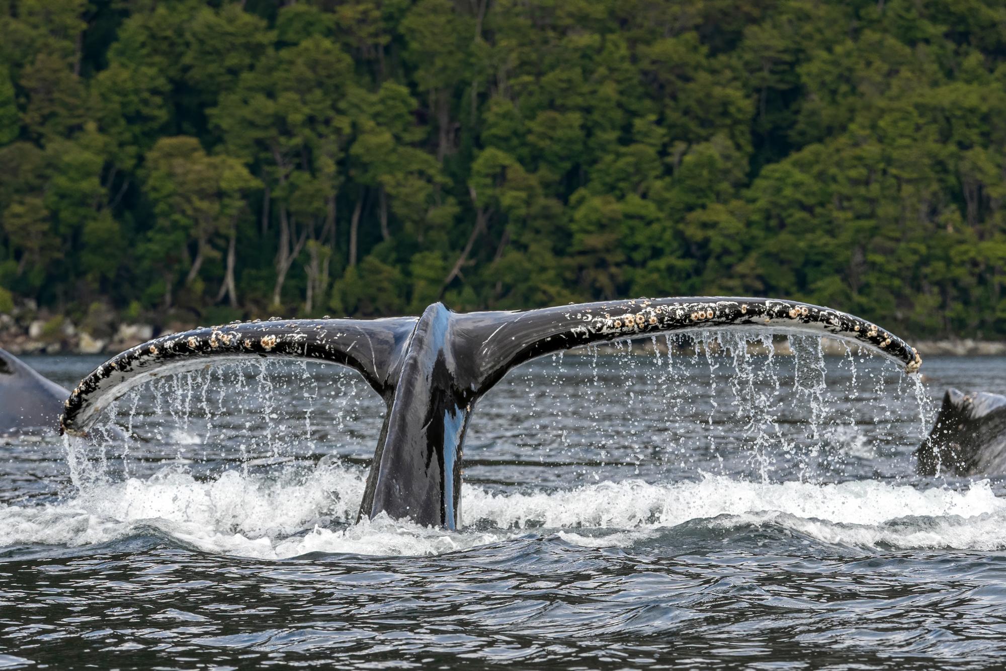 Punta Arenas Full-Day Whales & Glaciers Expedition