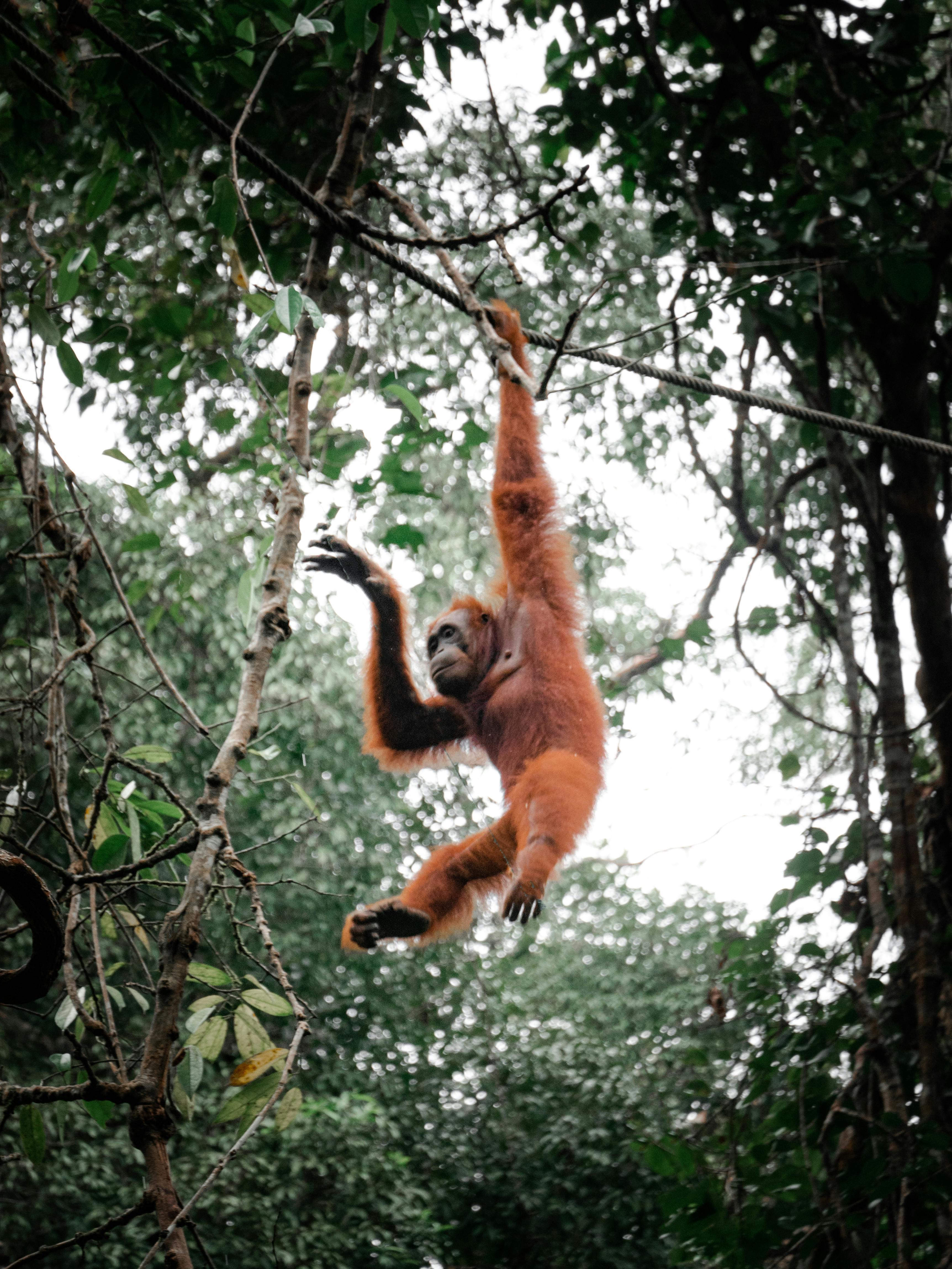 Tanjung Puting Orangutan Speedboat Adventure