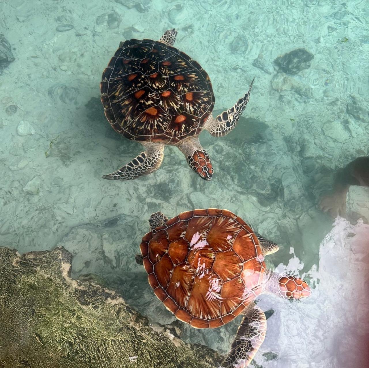 Zanzibar: Jozani Forest, Sea Turtles & Spice Farm Day Tour