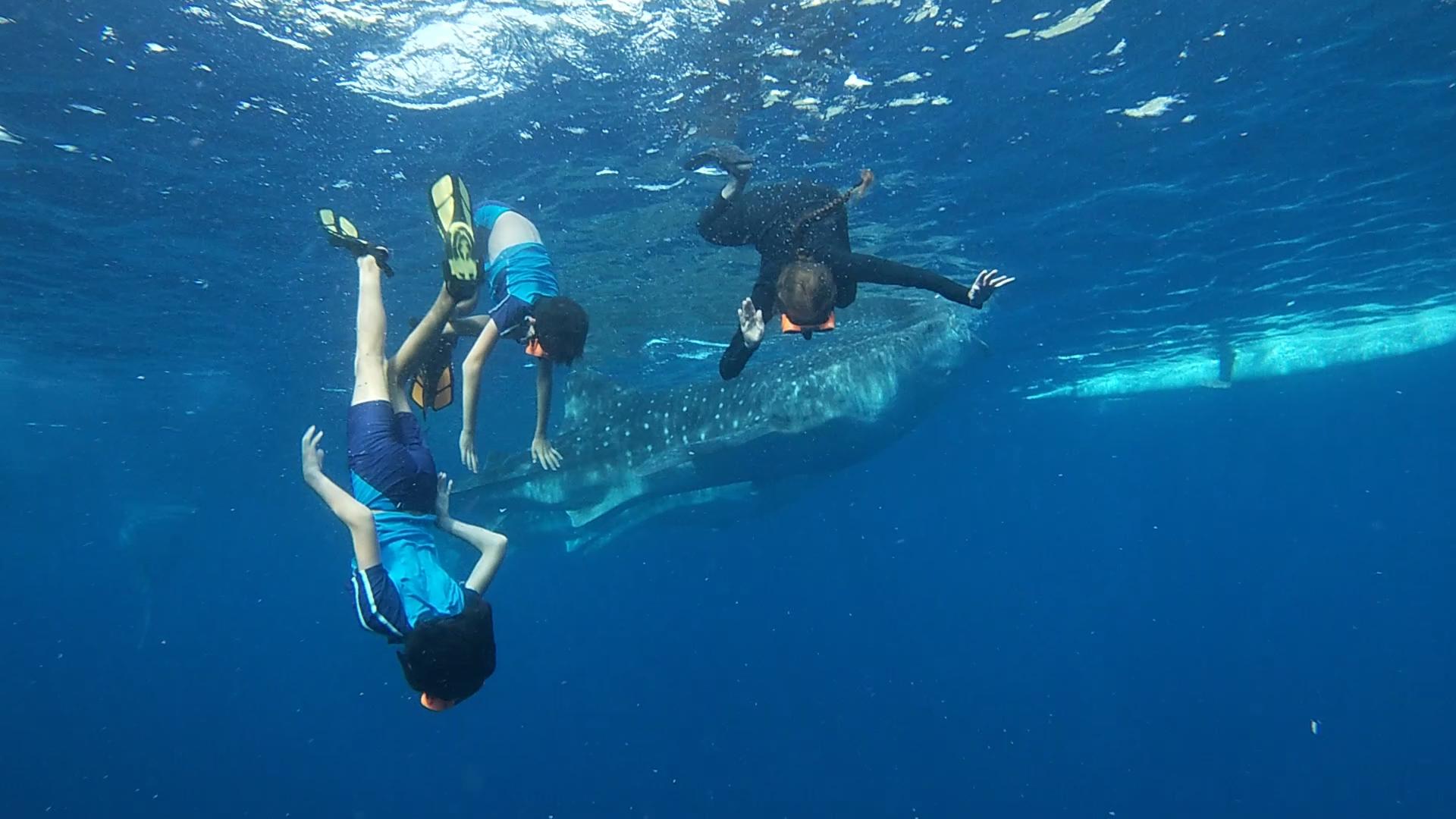 Oslob Whale Shark Swim, Sumilon Island & Southern Cebu Day Tour
