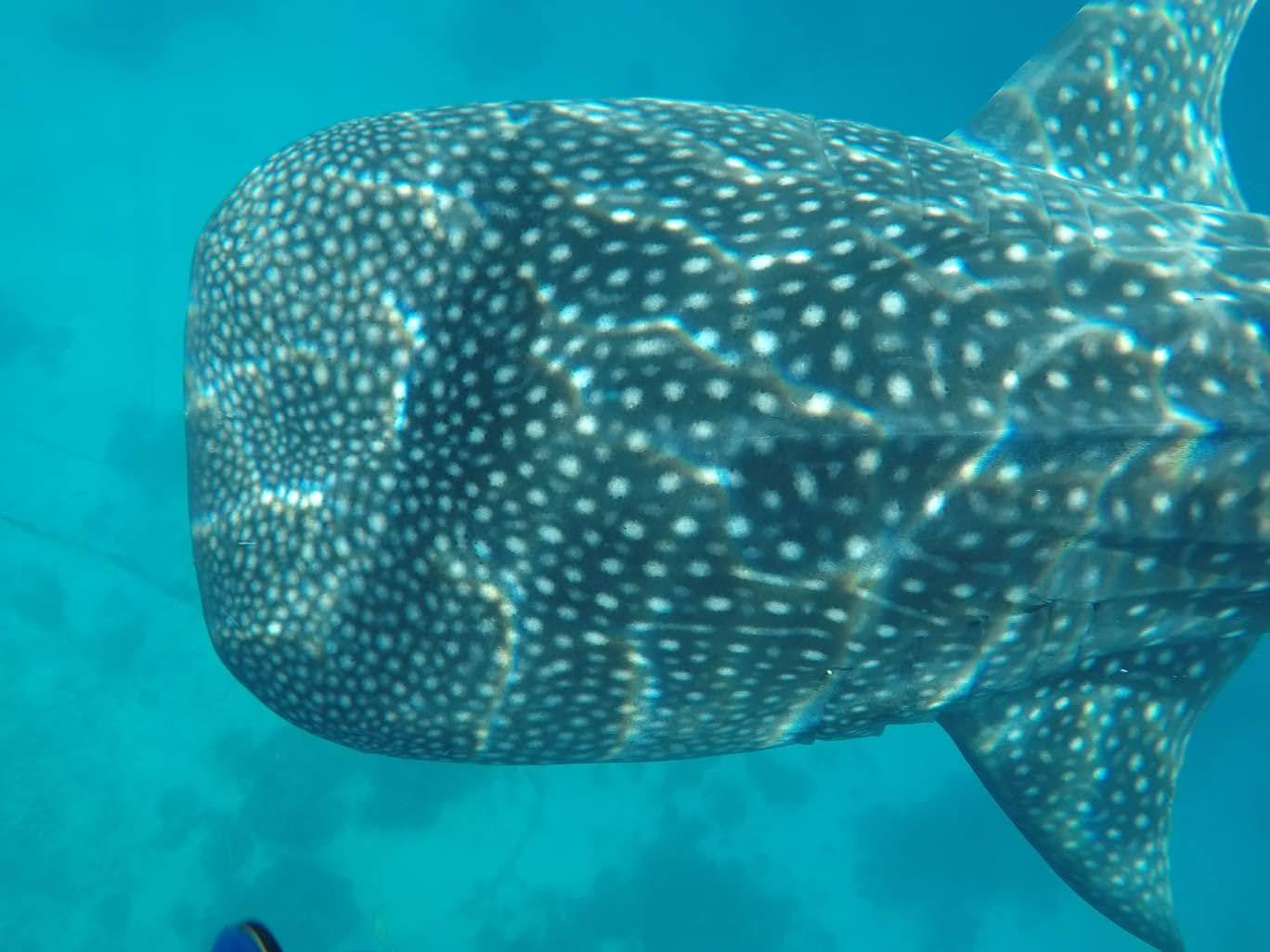 Cebu 2-Day Private Southern Tour: Moalboal & Oslob