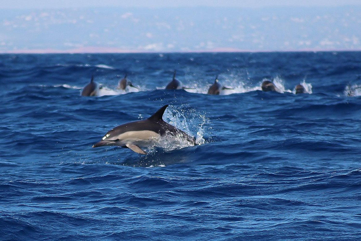 Lagos Dolphin Watching Tour with Marine Biologist Guide