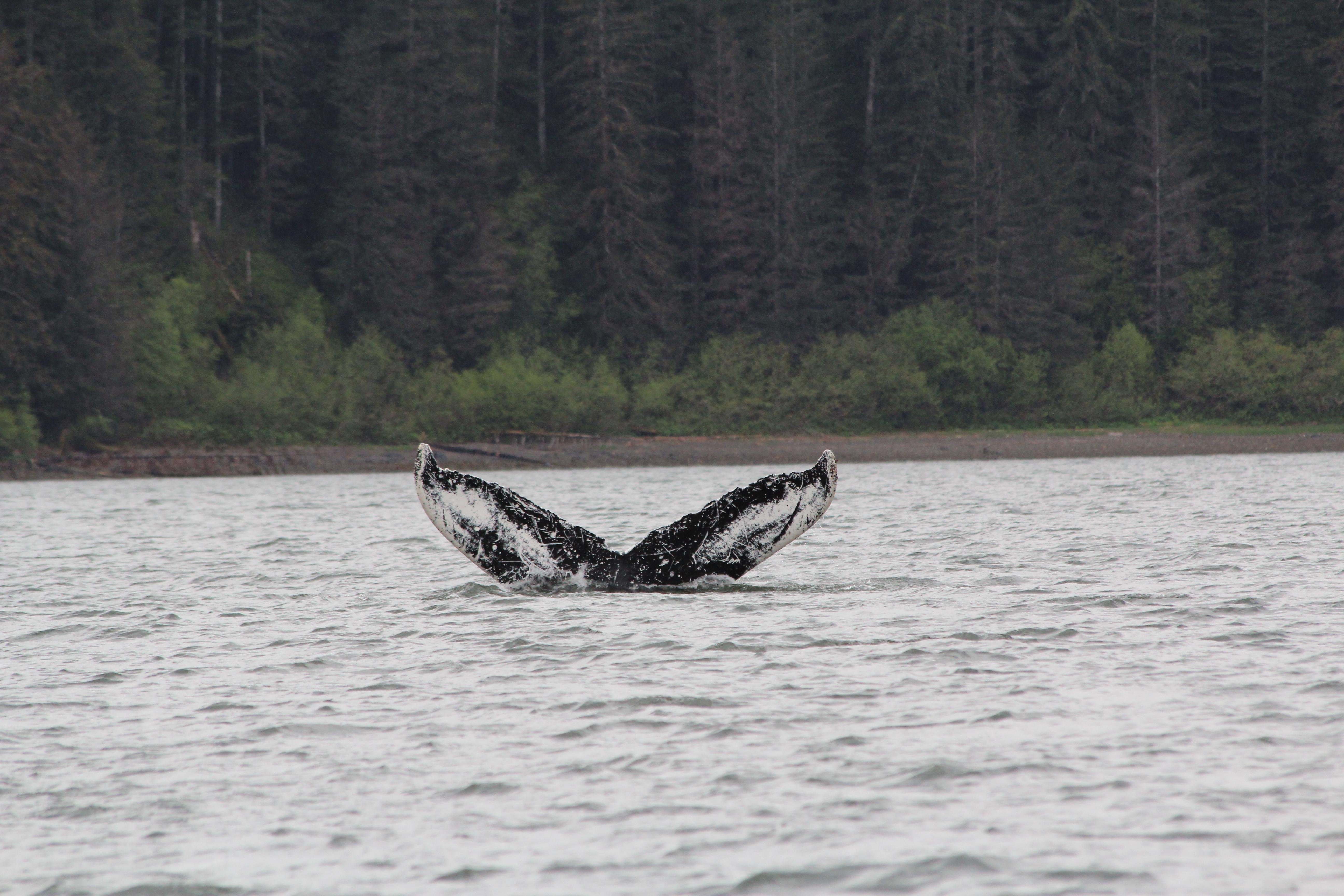 Ear Mountain Charters: Whale Watching & Fishing Adventures