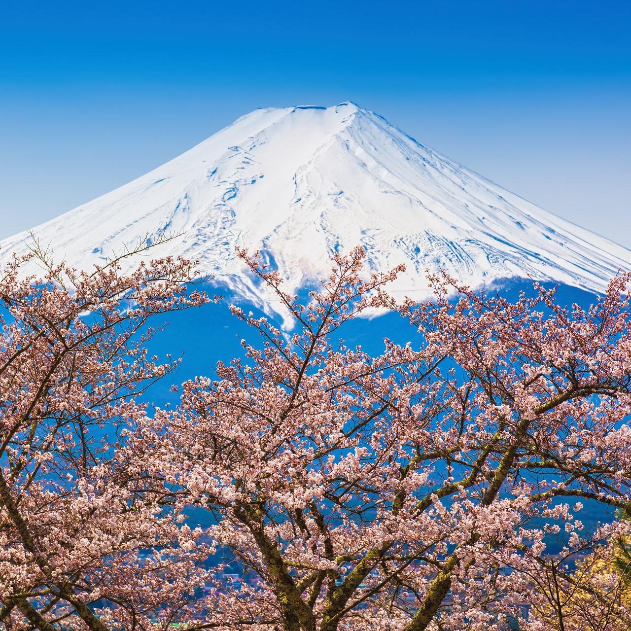 Mt. Fuji Day Tour: Scenic Stops & Lake Kawaguchi Cruise from Tokyo