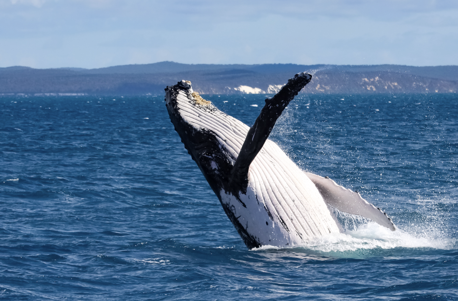 Albany Whale Watching Safari
