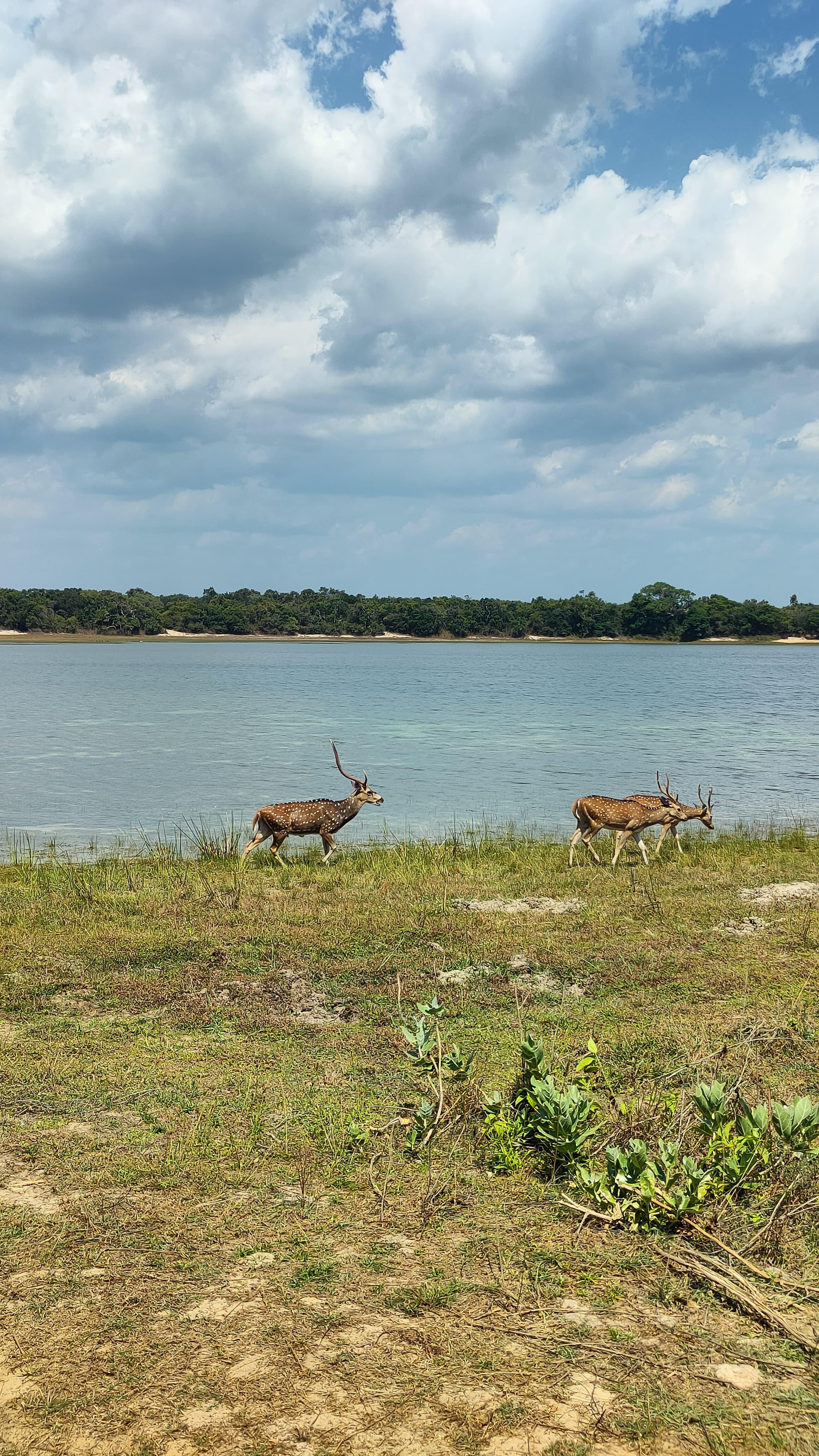 Full-Day Wilpattu National Park Safari from Anuradhapura