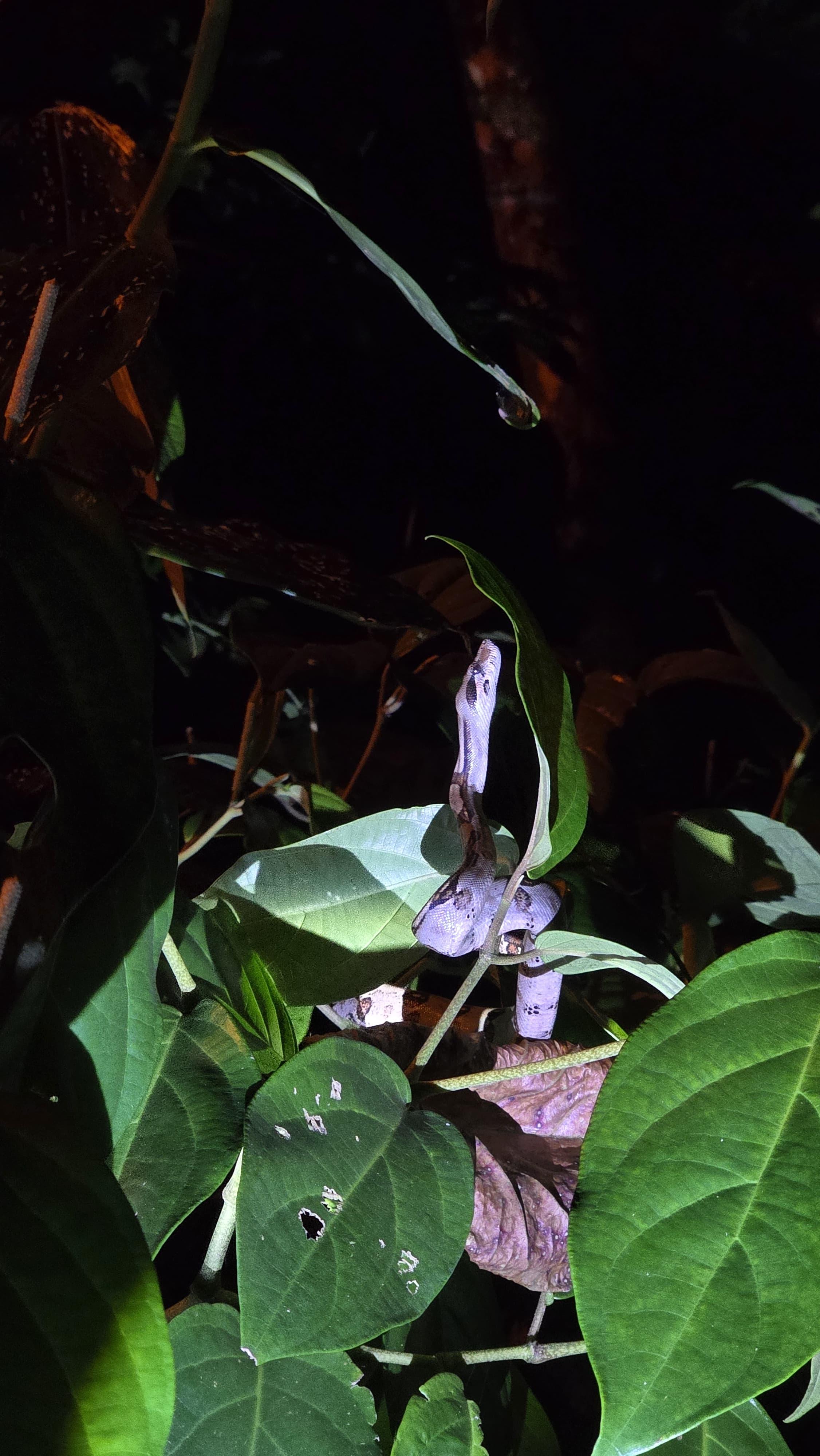 Tortuguero 2-Day Eco Adventure: Canoe, Jaguar Trail, Night Walk & Turtle Nesting
