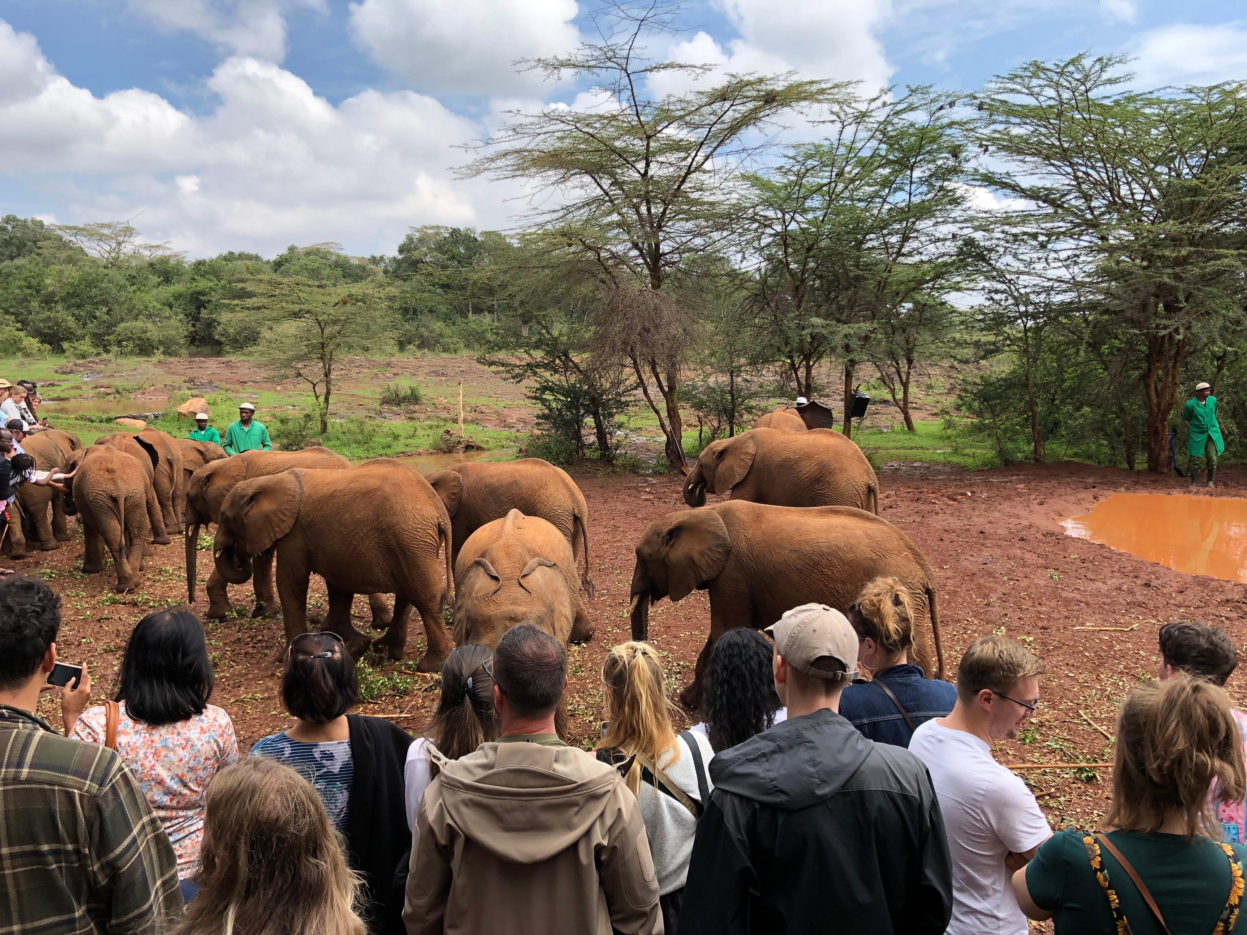 Nairobi Elephant & Giraffe Sanctuary Half-Day Excursion