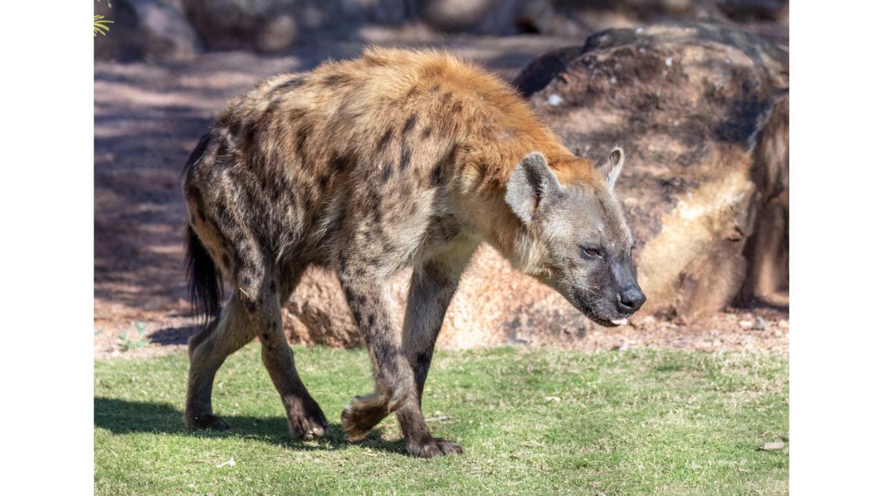 Phoenix Zoo: General Admission Ticket