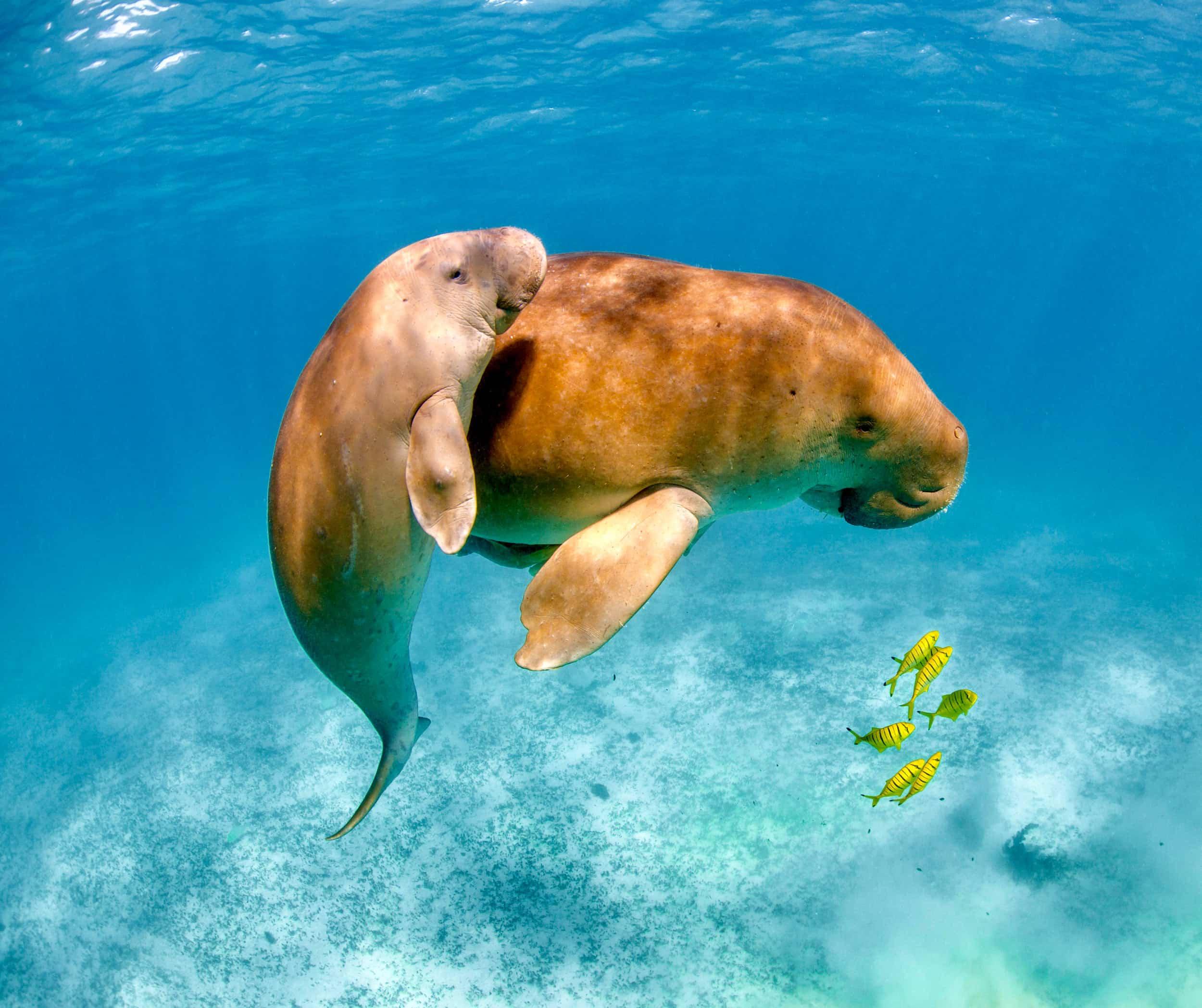 Coron Dugong Snorkeling & Coral Garden Day Tour