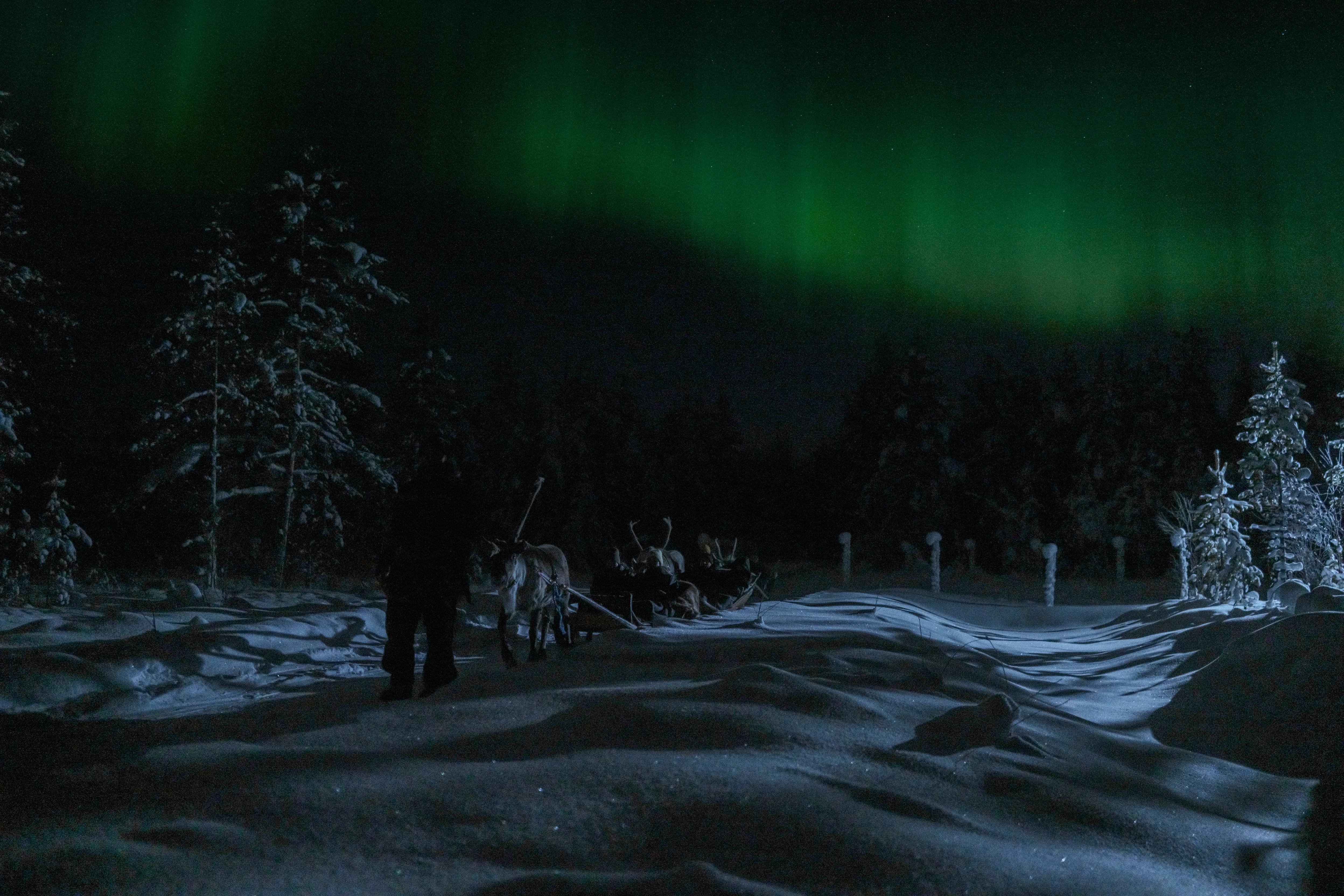 Rovaniemi Nighttime Reindeer Sleigh Safari