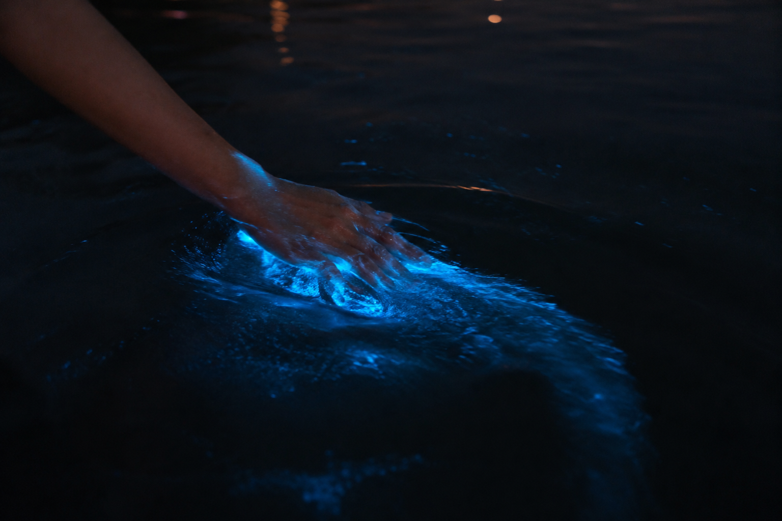 Bioluminescence & Sunset Wildlife Cruise from Puntarenas