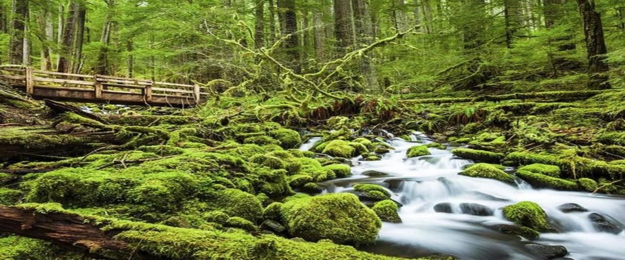 Olympic National Park Full-Day Scenic Tour from Seattle