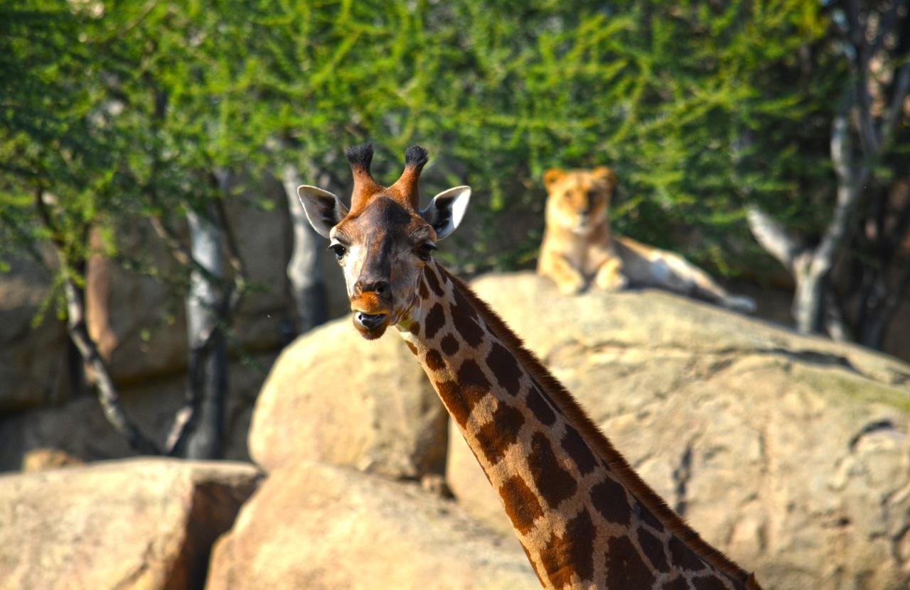Bioparc Valencia Entry Ticket