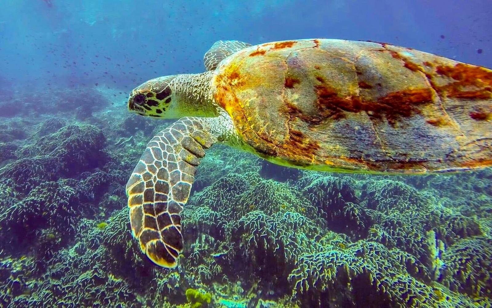 Similan Islands Full-Day Speedboat & Snorkel Adventure