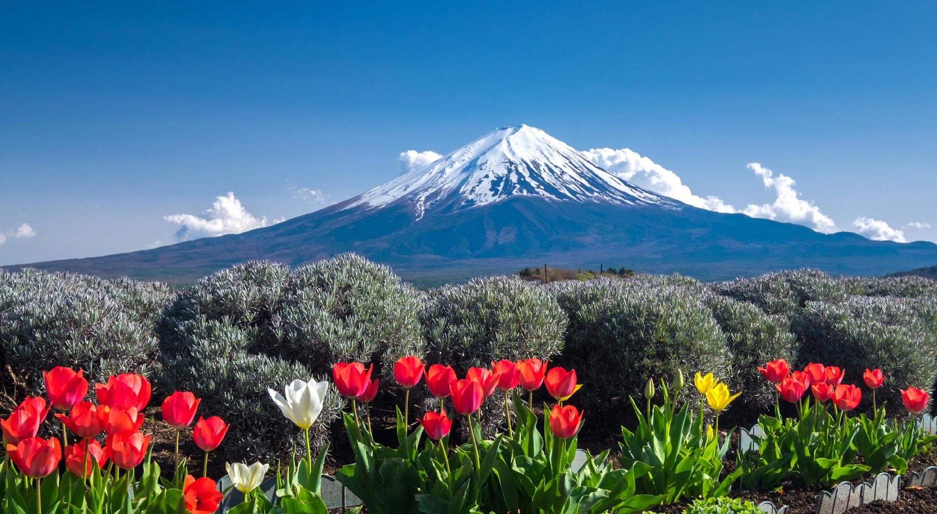 Tokyo Day Trip: Mt. Fuji, Chureito Pagoda & Oshino Hakkai