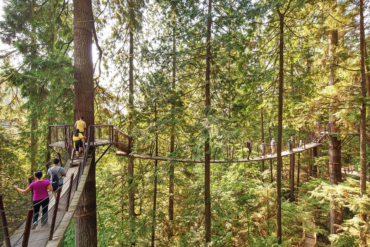 Capilano Suspension Bridge & Grouse Mountain Full-Day Tour