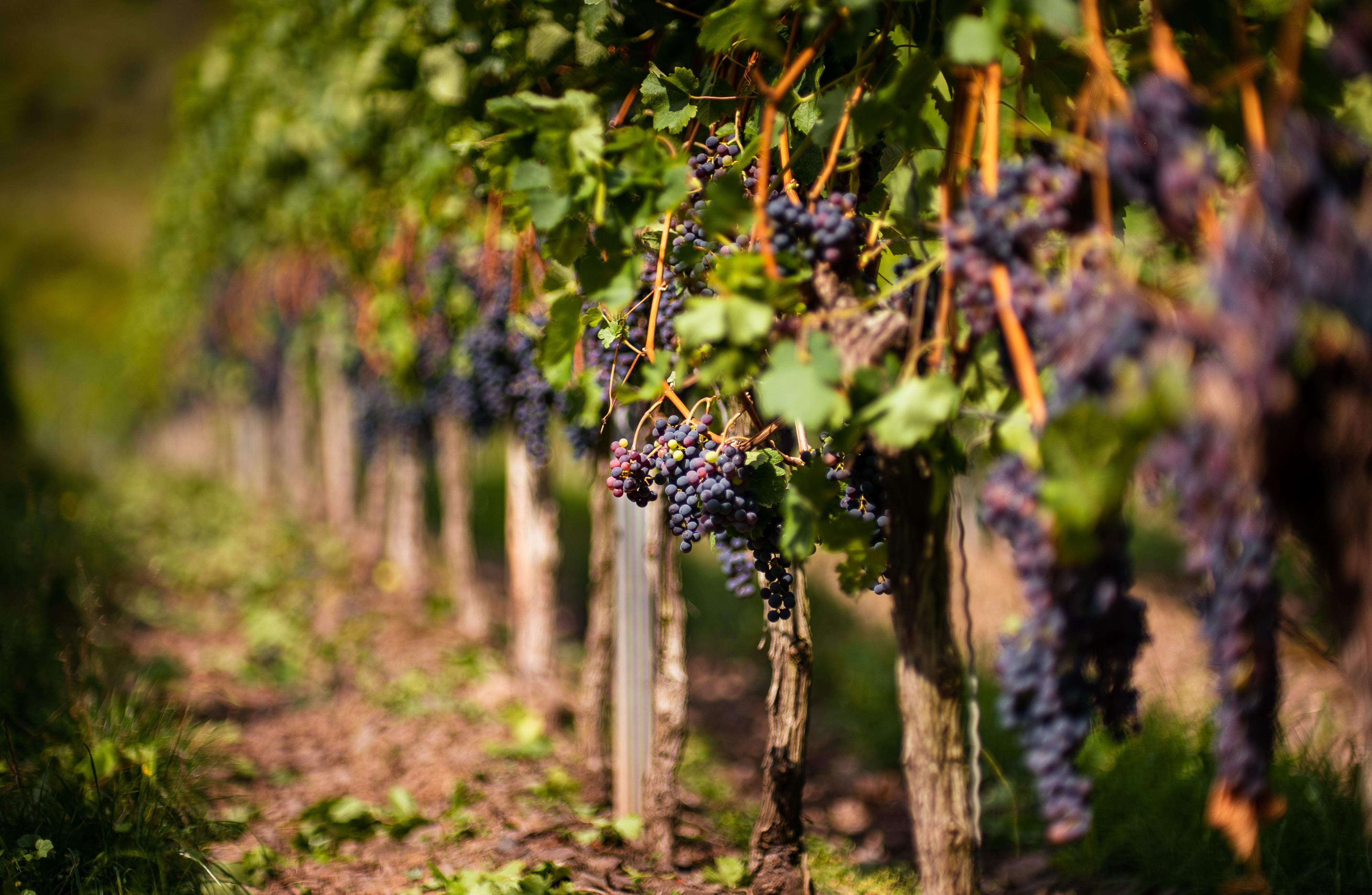La Rioja Wine Route: Full-Day Tour from Bilbao