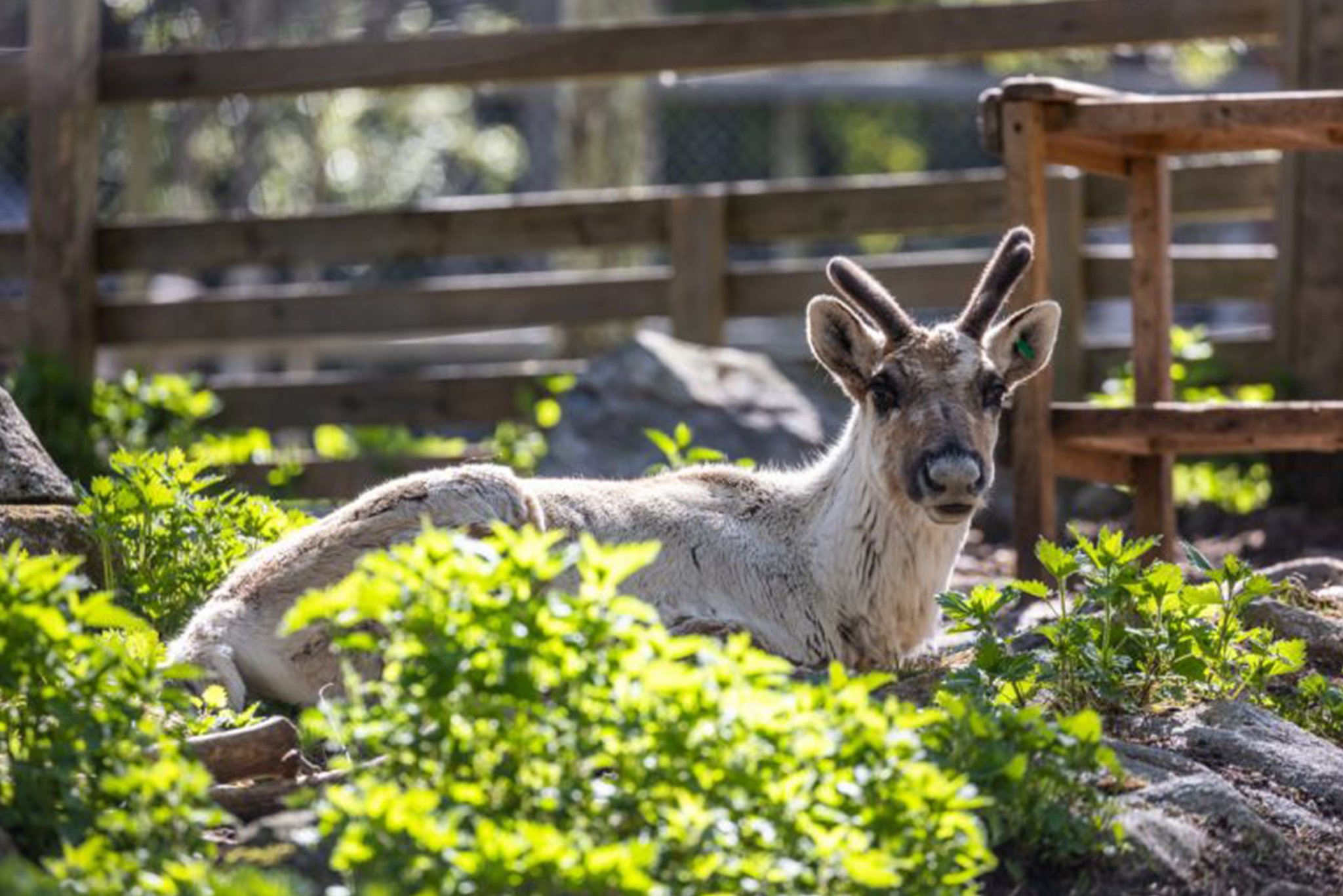 Ranua Arctic Zoo Day Trip with Guided Transfer & Lunch from Rovaniemi