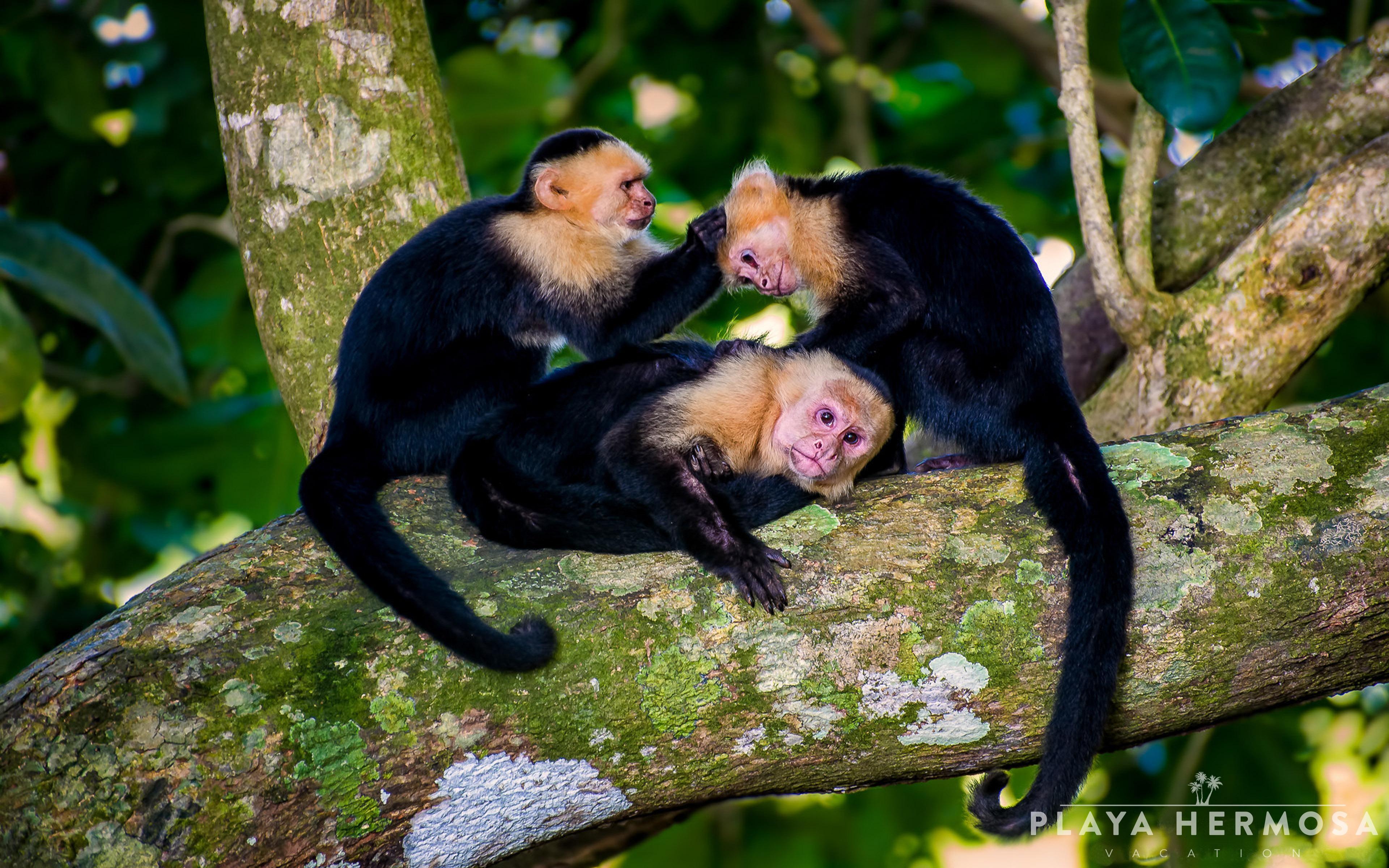 Jaco Monkey Encounter & Local Cuisine Tour