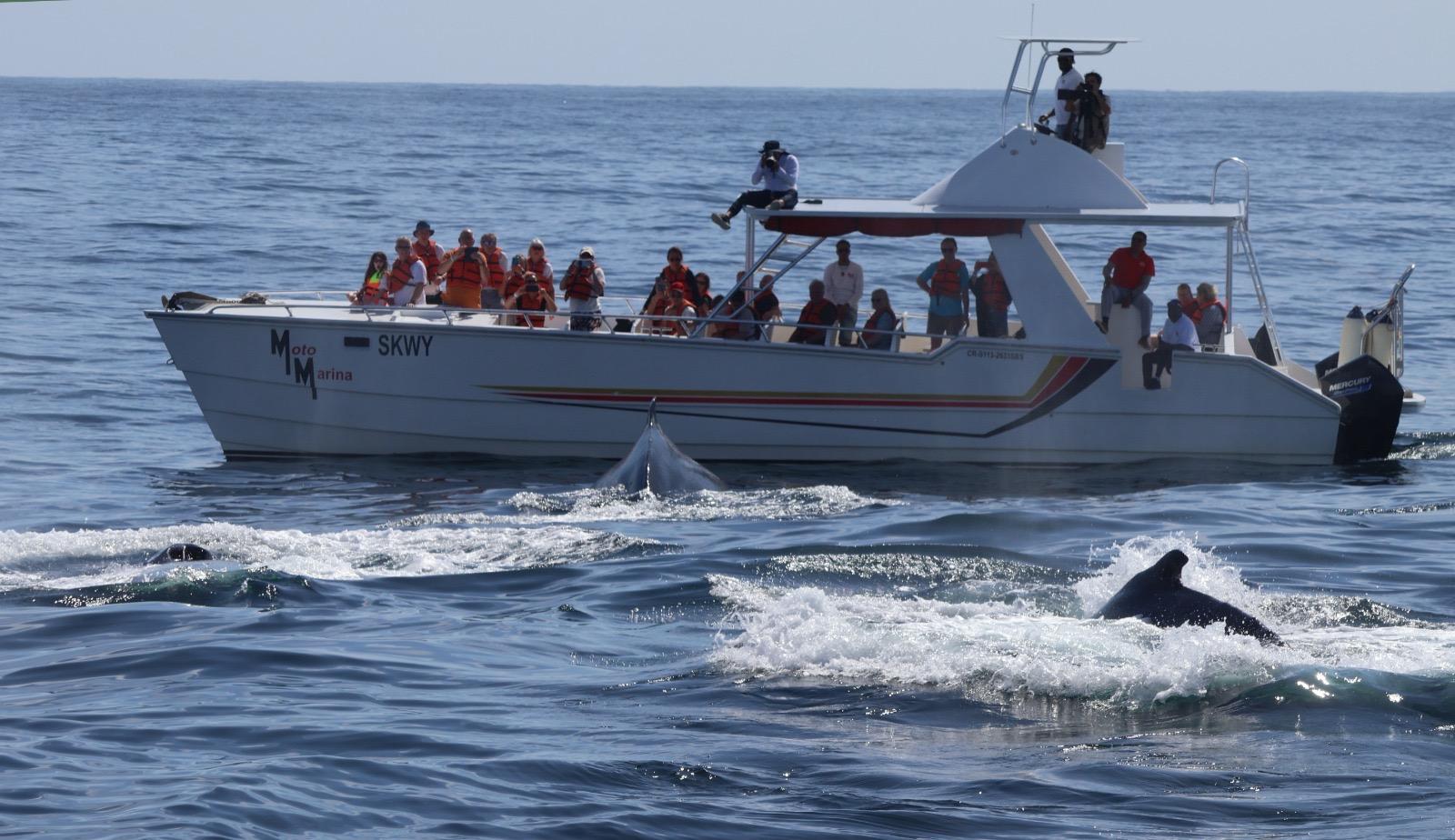 Samaná Humpback Whale Watching Expedition