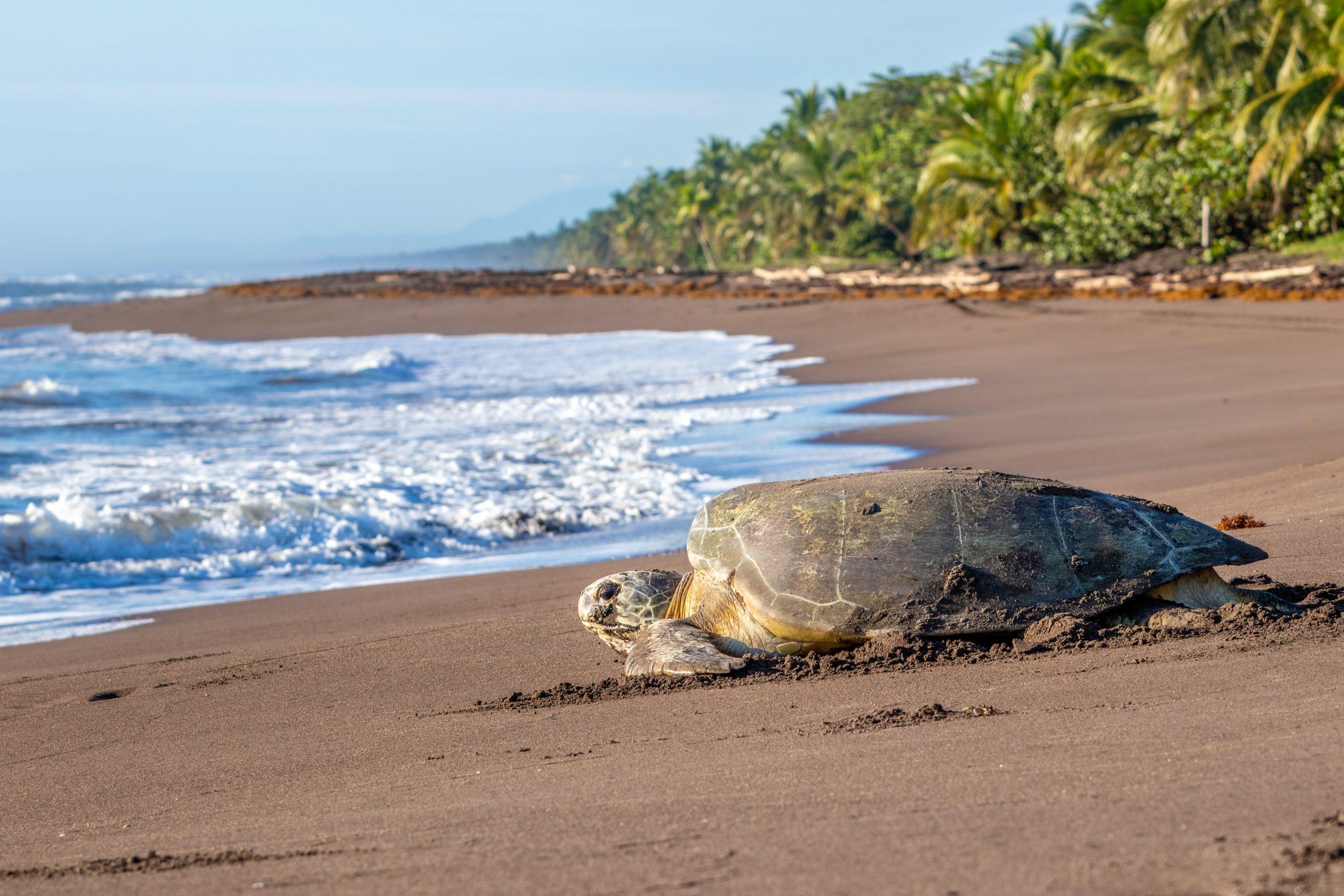 Tortuguero Night Turtle Nesting Tour