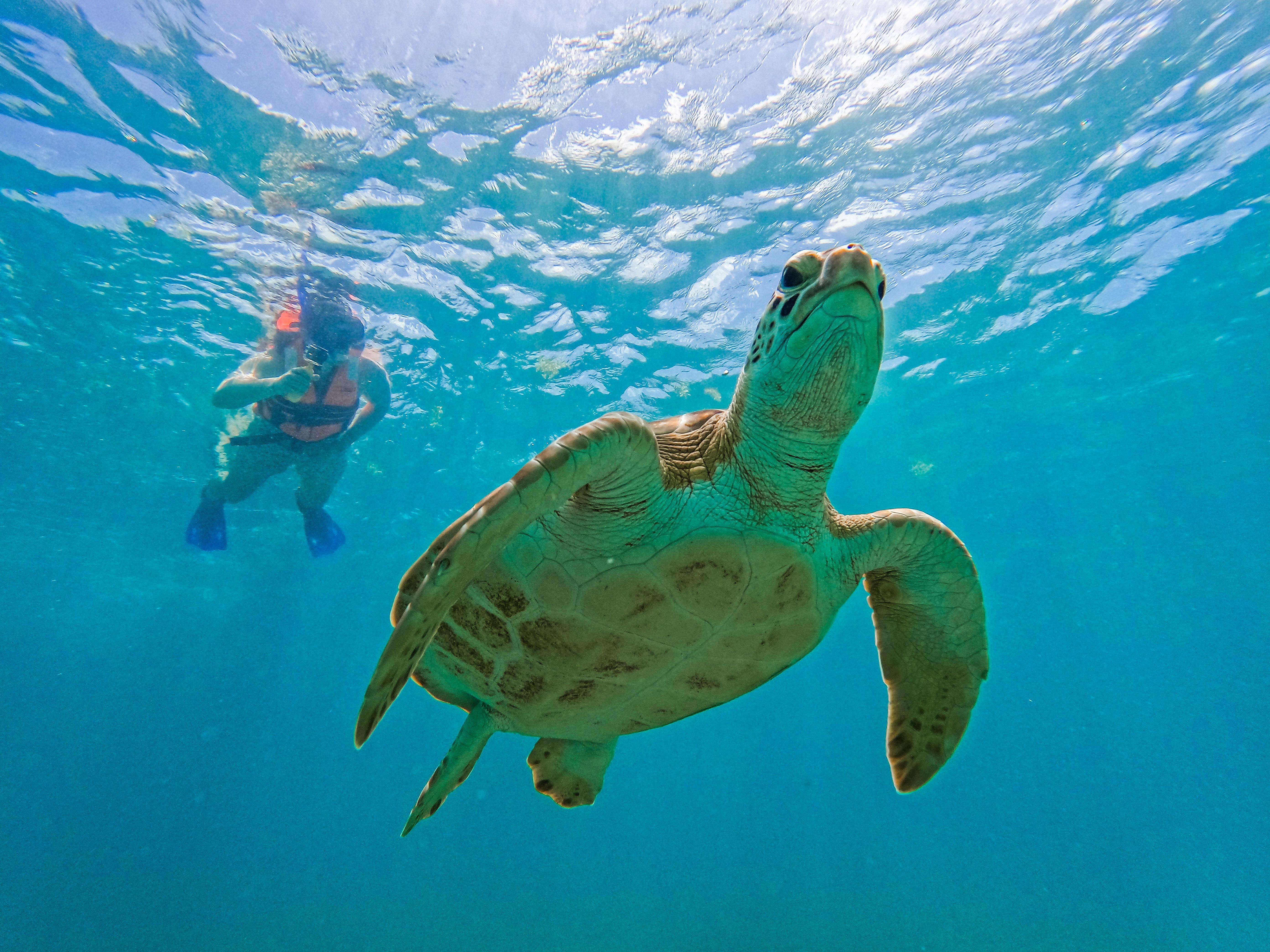Tulum Reef Snorkeling: Two Sites in Two Hours