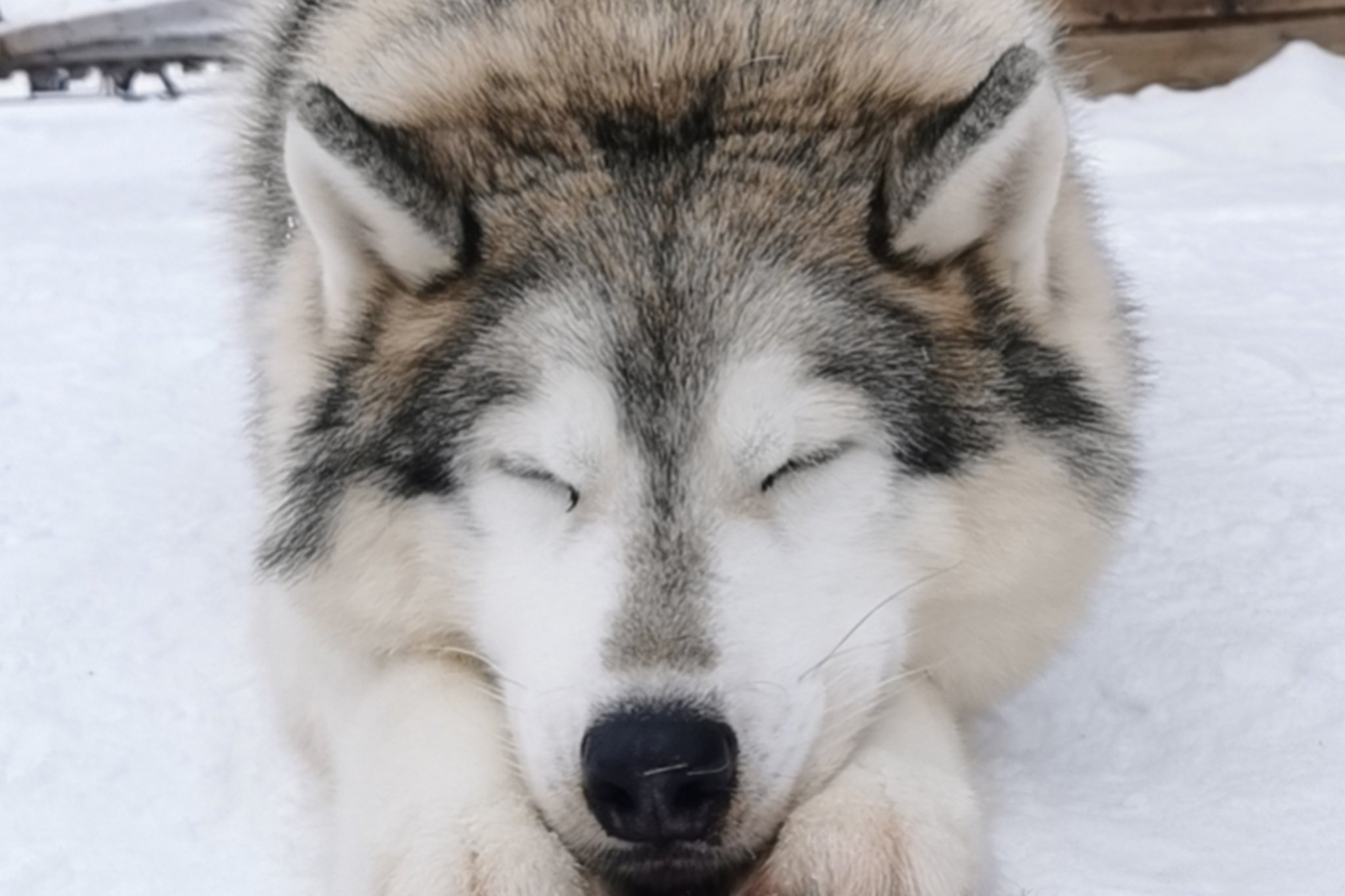 Rovaniemi Reindeer, Husky & Northern Lights BBQ Safari