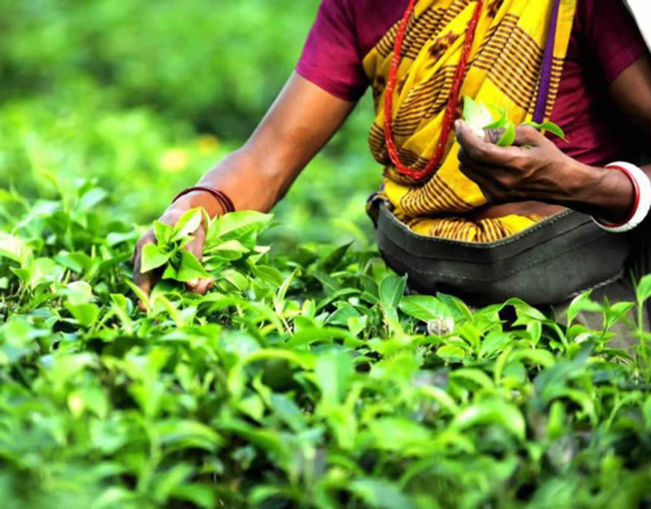 Mauritius Heritage Trail: Tea, Rum & Vanilla Experience