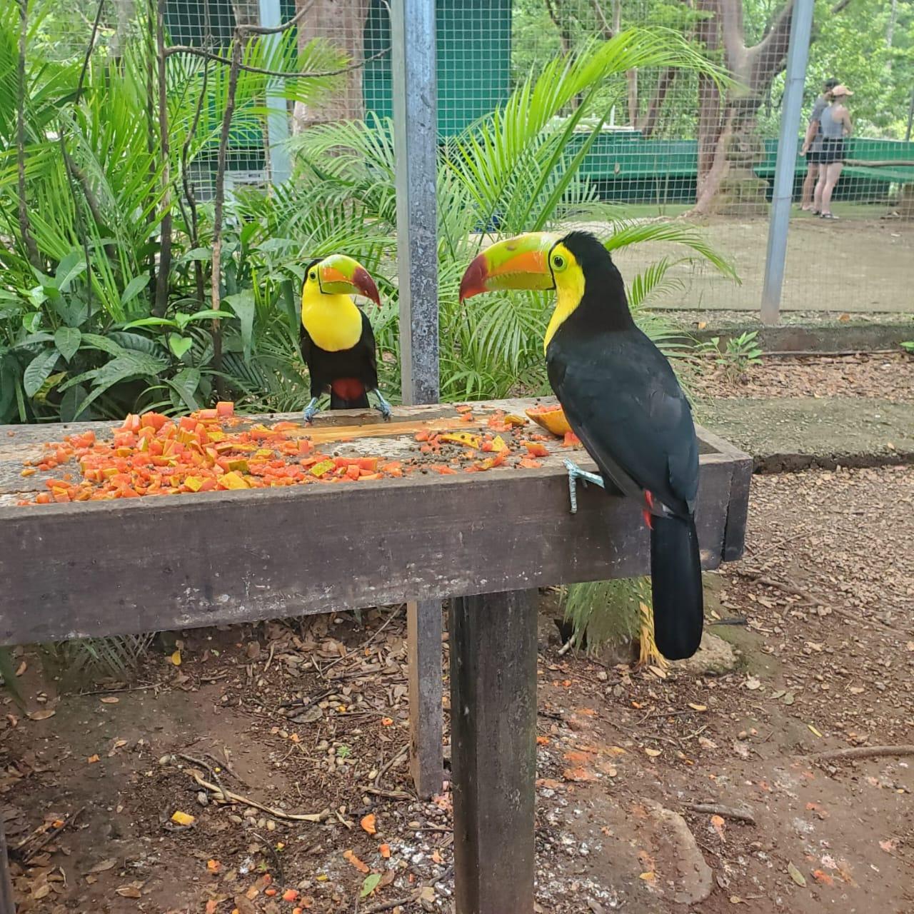 Roatán Family Adventure: Wildlife, Beaches & Culture