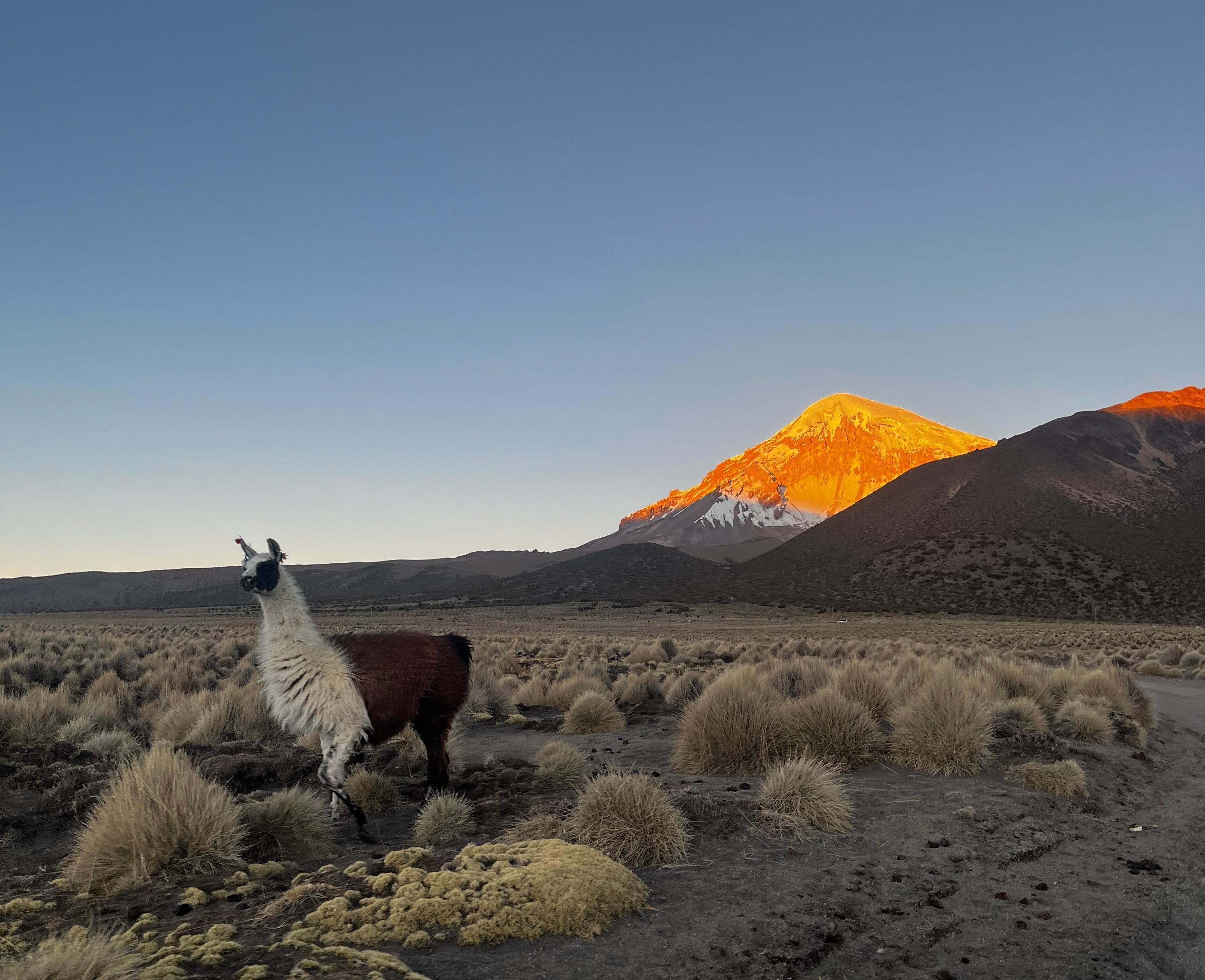 Sajama National Park Full-Day Adventure from La Paz