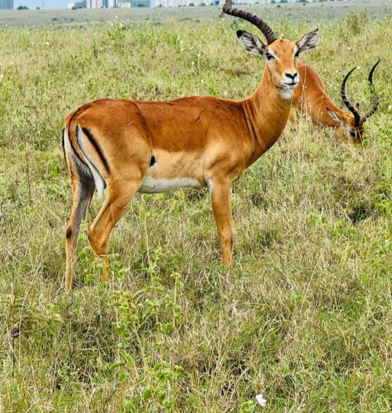 3-Day Maasai Mara Shared Jeep Safari from Nairobi