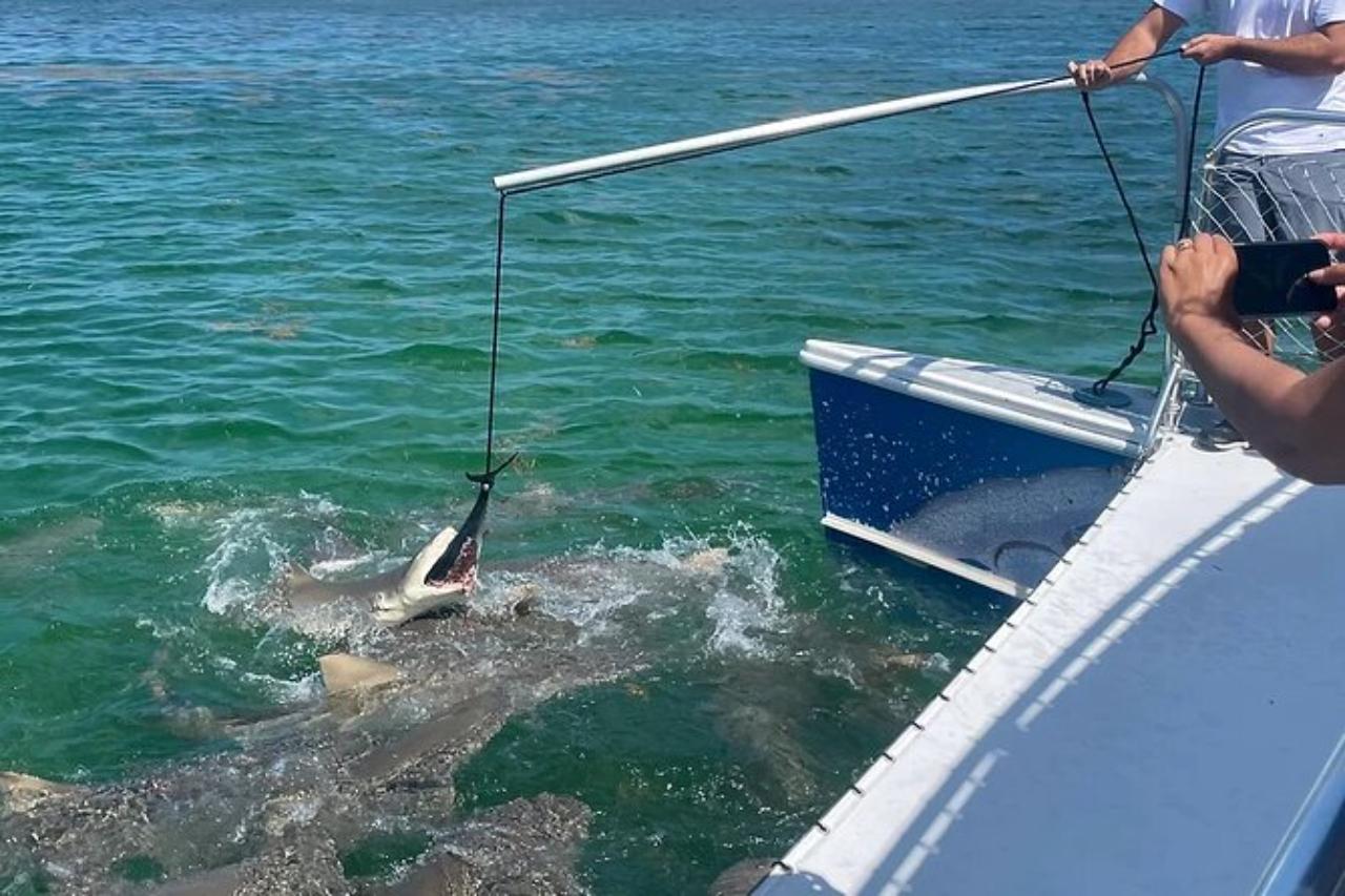 Backcountry Shark & Wildlife Catamaran Safari