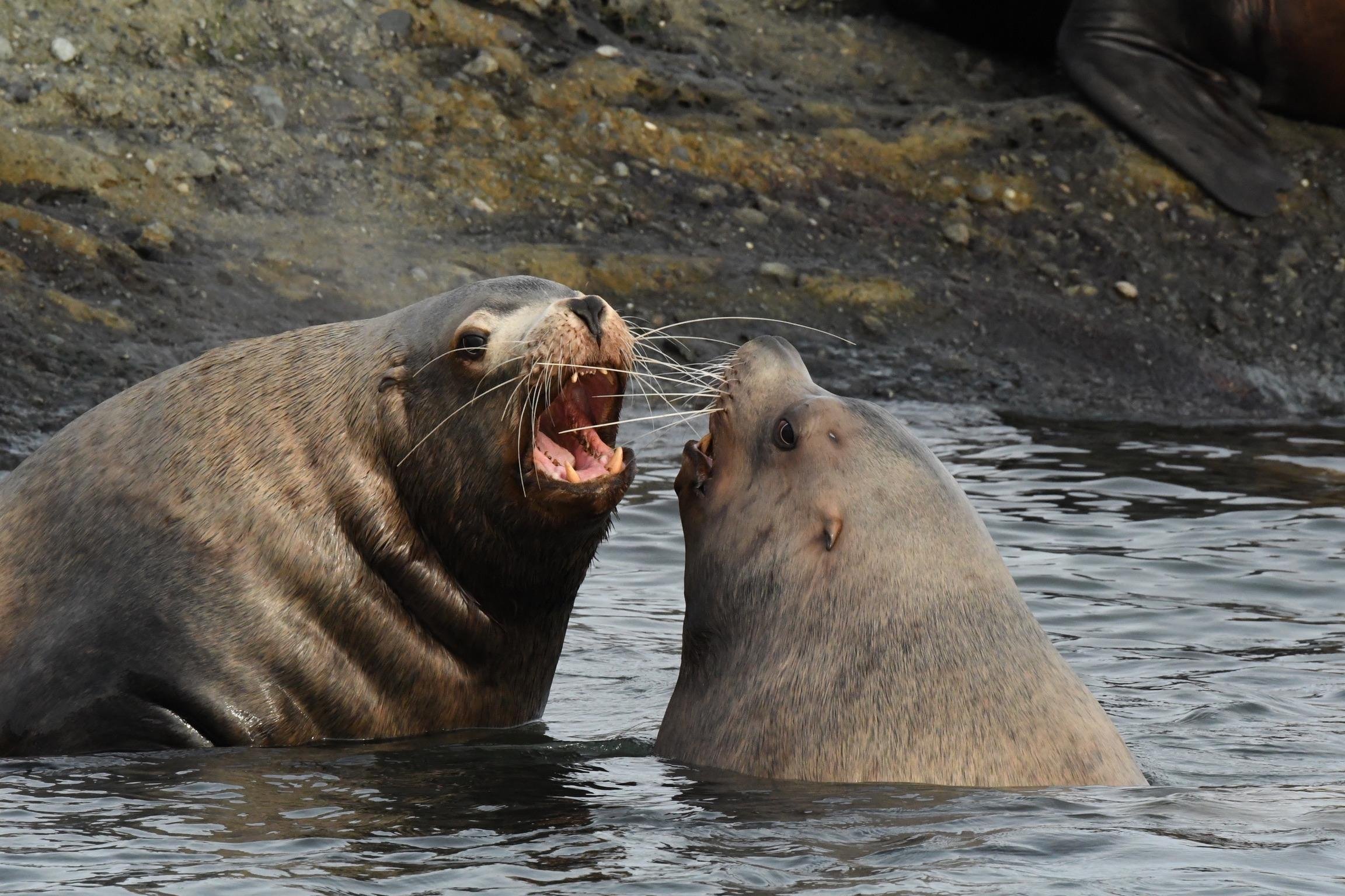 Anacortes Zodiac Whale Watching Expedition