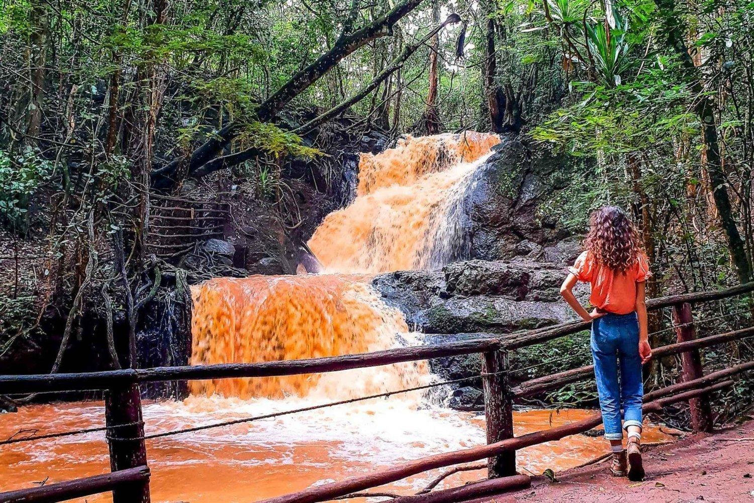 Karura Forest Nature Walk & Waterfall Discovery