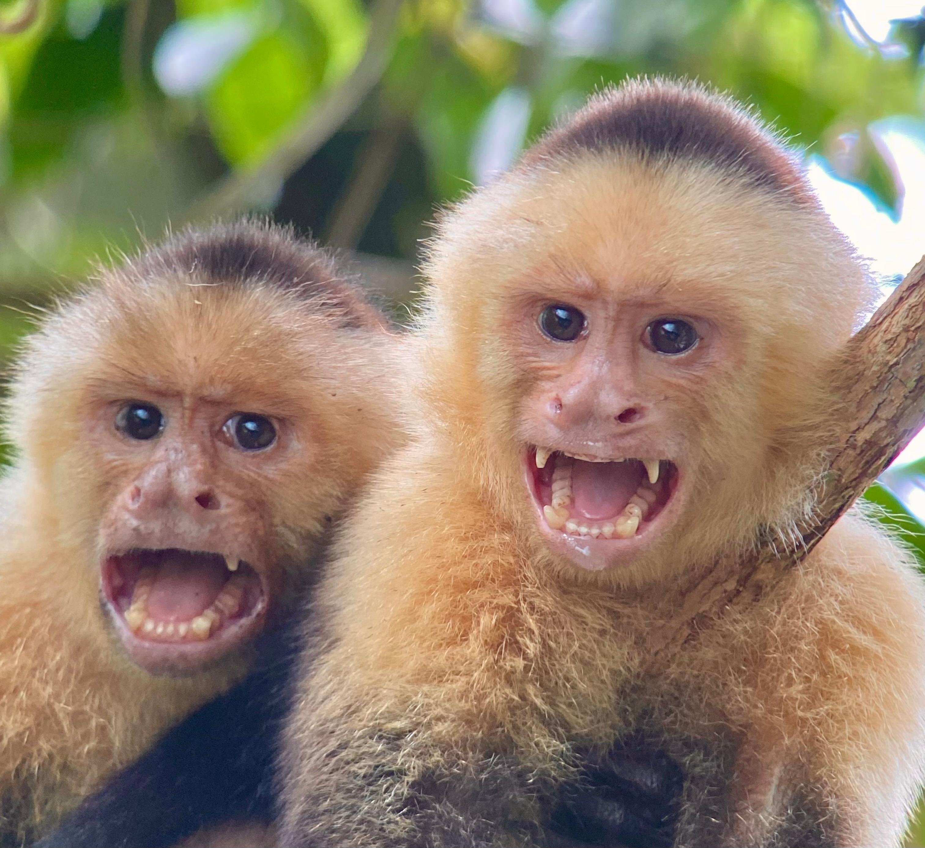 Manuel Antonio National Park: Naturalist-Led Wildlife Walking Tour