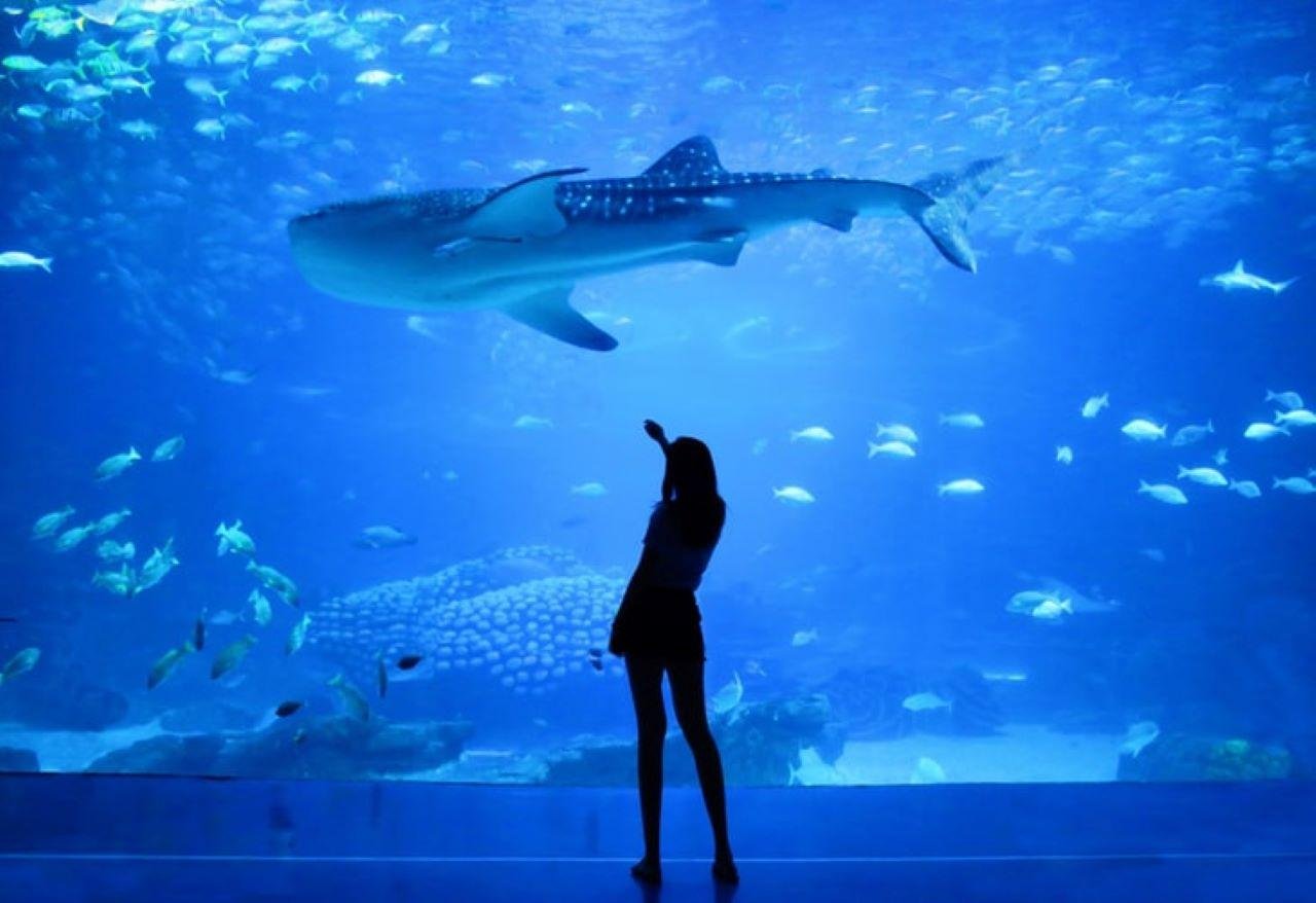 Lisbon Oceanarium Entry & Tagus River Cruise