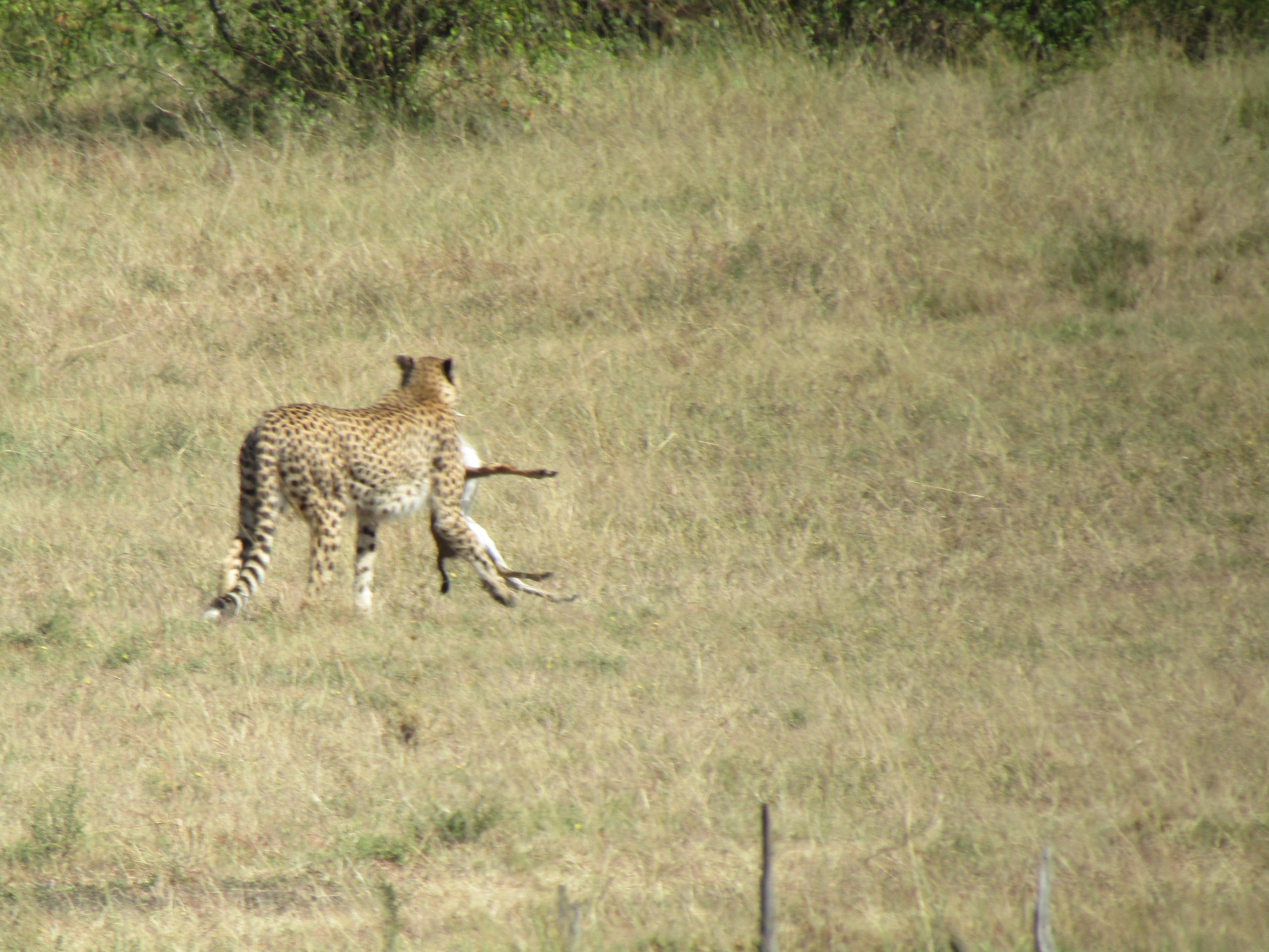 3-Day Masai Mara Safari Adventure from Nairobi