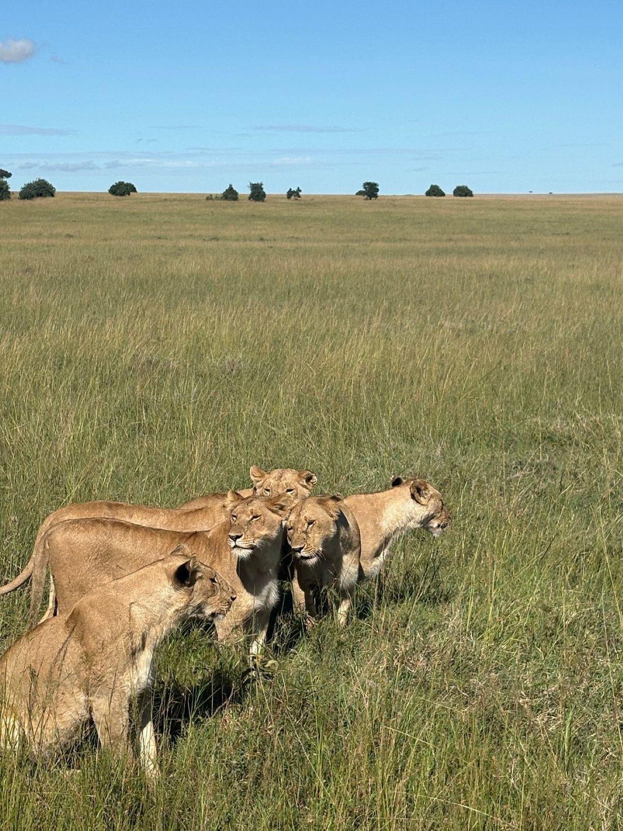 3-Day Maasai Mara Shared Jeep Safari from Nairobi