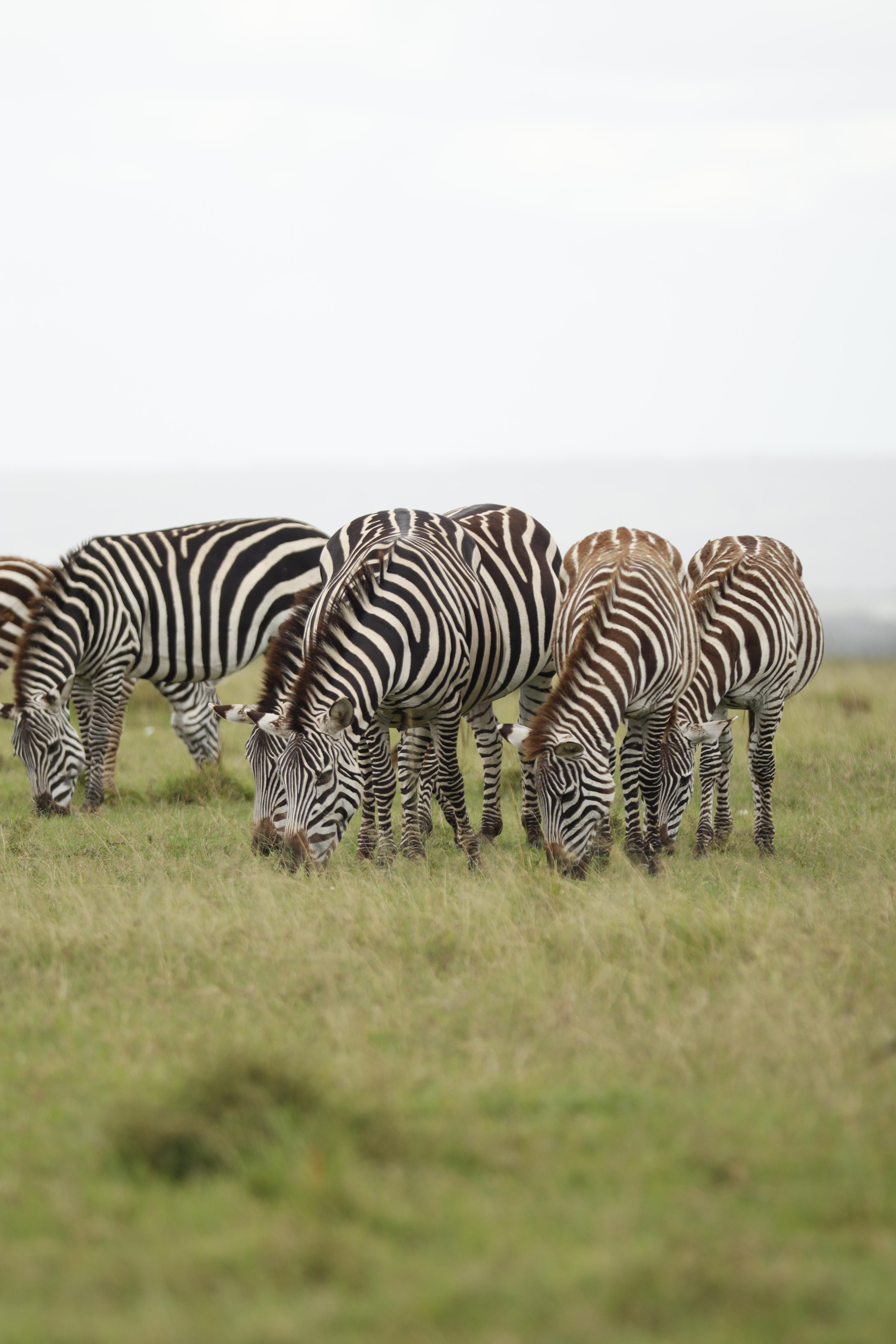 3-Day Masai Mara Safari Adventure from Nairobi