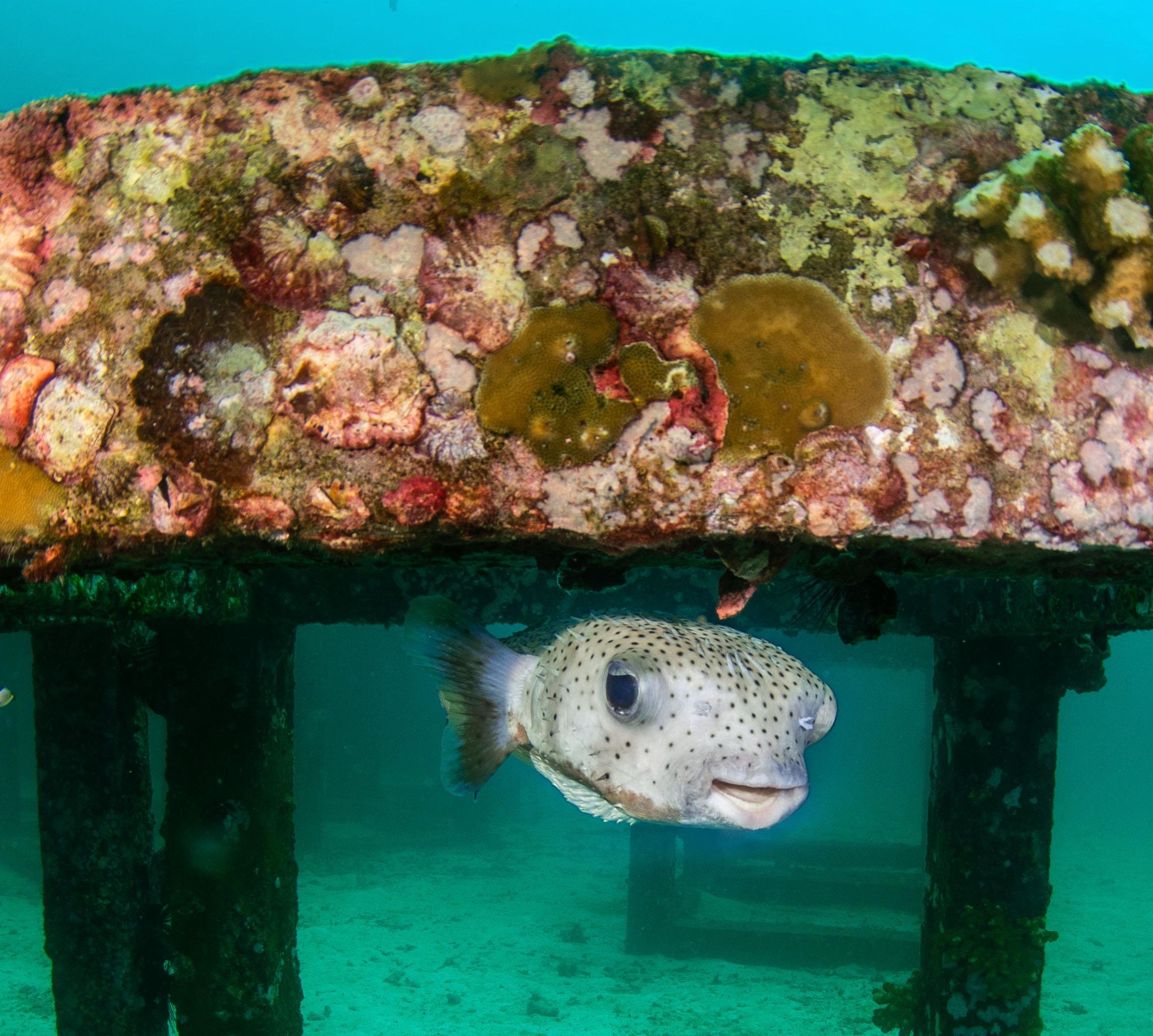 3-Day SSI Open Water Diver Certification in Phuket
