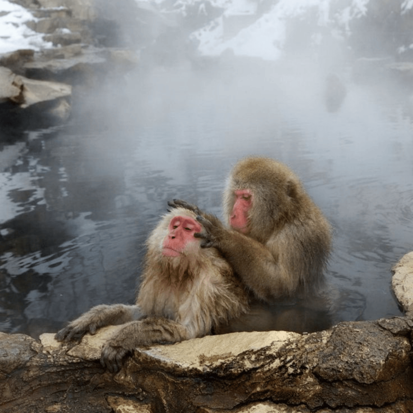 Private Nagano Day Tour: Snow Monkeys, Zenko-ji & Hot Springs from Tokyo