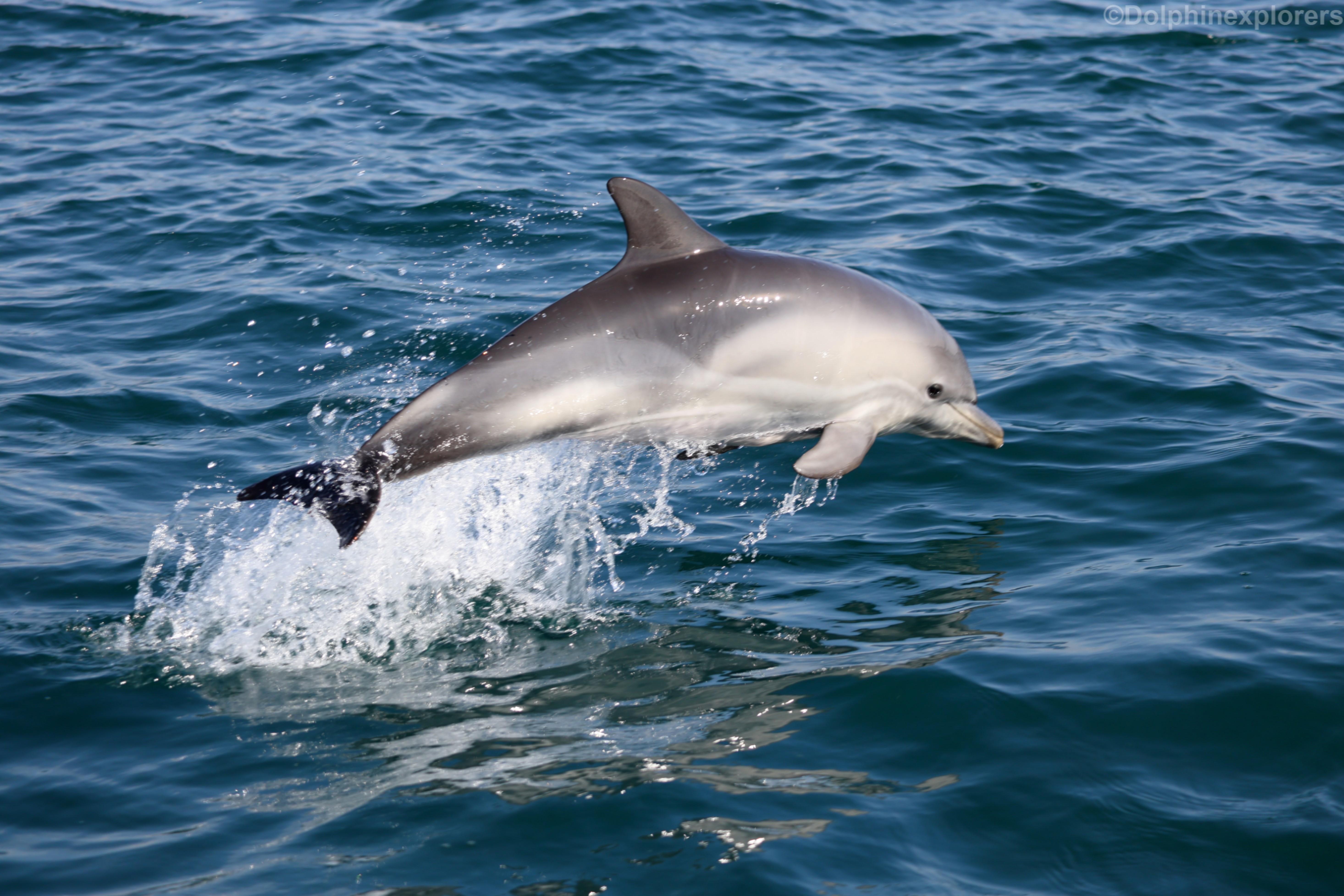 Cascais Dolphin Watching Speedboat Adventure