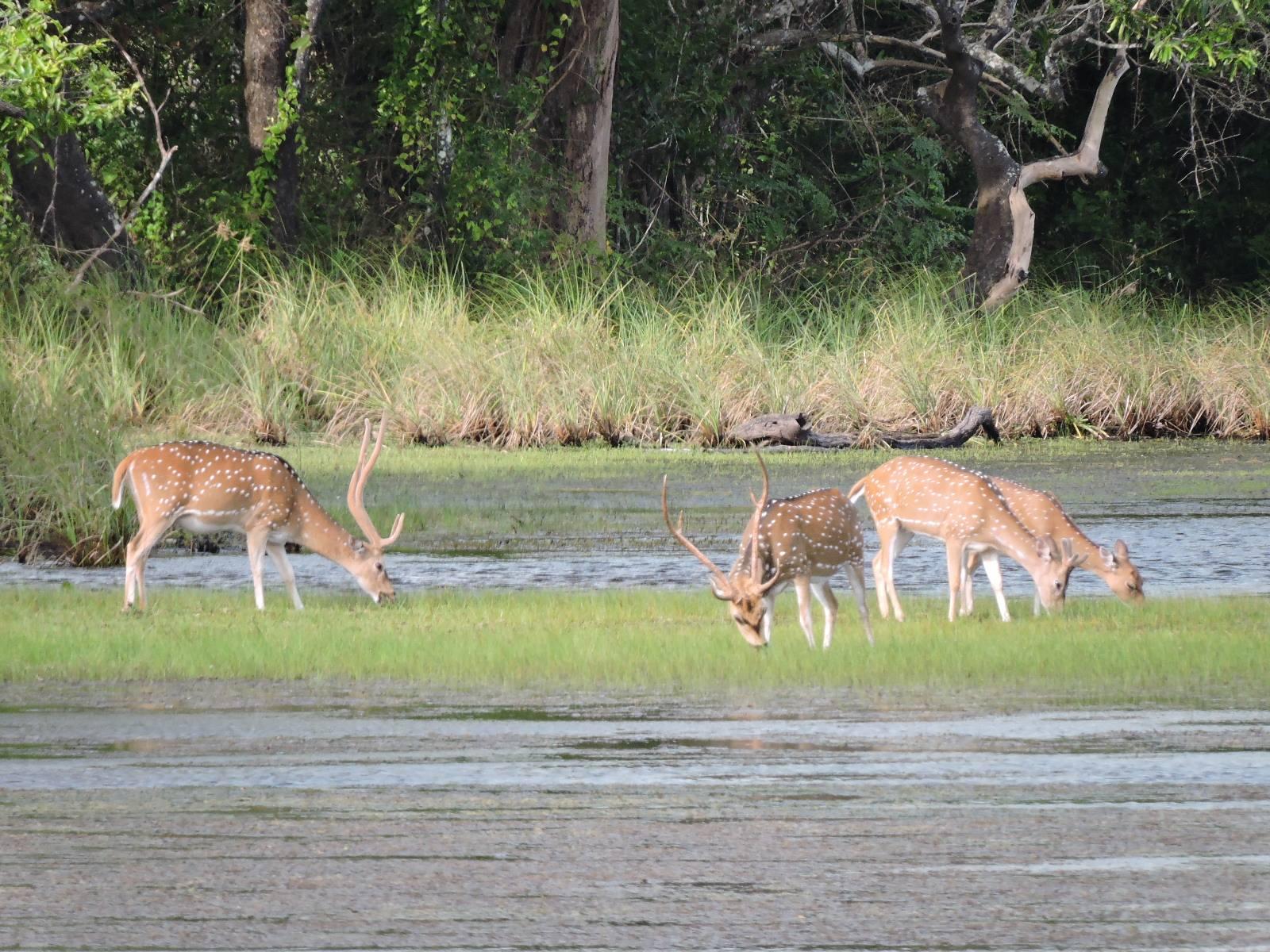Full-Day Wilpattu National Park Leopard Safari from Anuradhapura