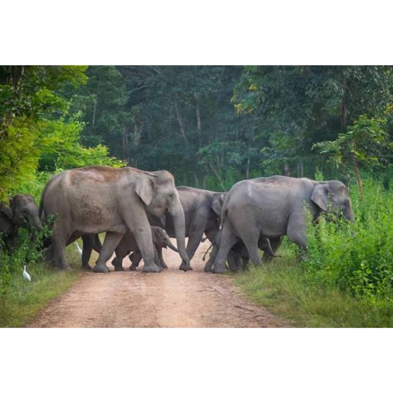 Private Kui Buri Wildlife Safari with Elephant Viewing